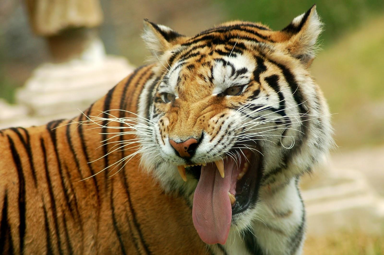 1600 x 1064 · jpeg - Cool Picture Collection: 25+ Beautiful Tiger Pictures