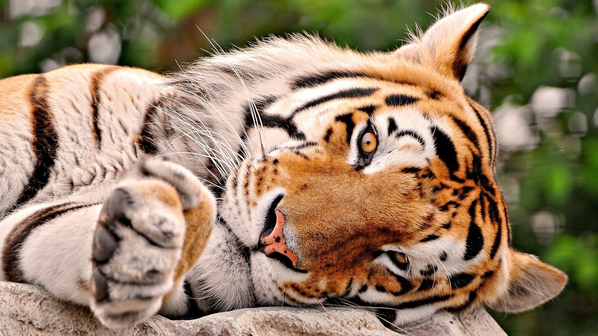 1920 x 1080 · jpeg - Beautiful Tiger Sleeping in Jungle HD Desktop Background Wallpaper | HD ...
