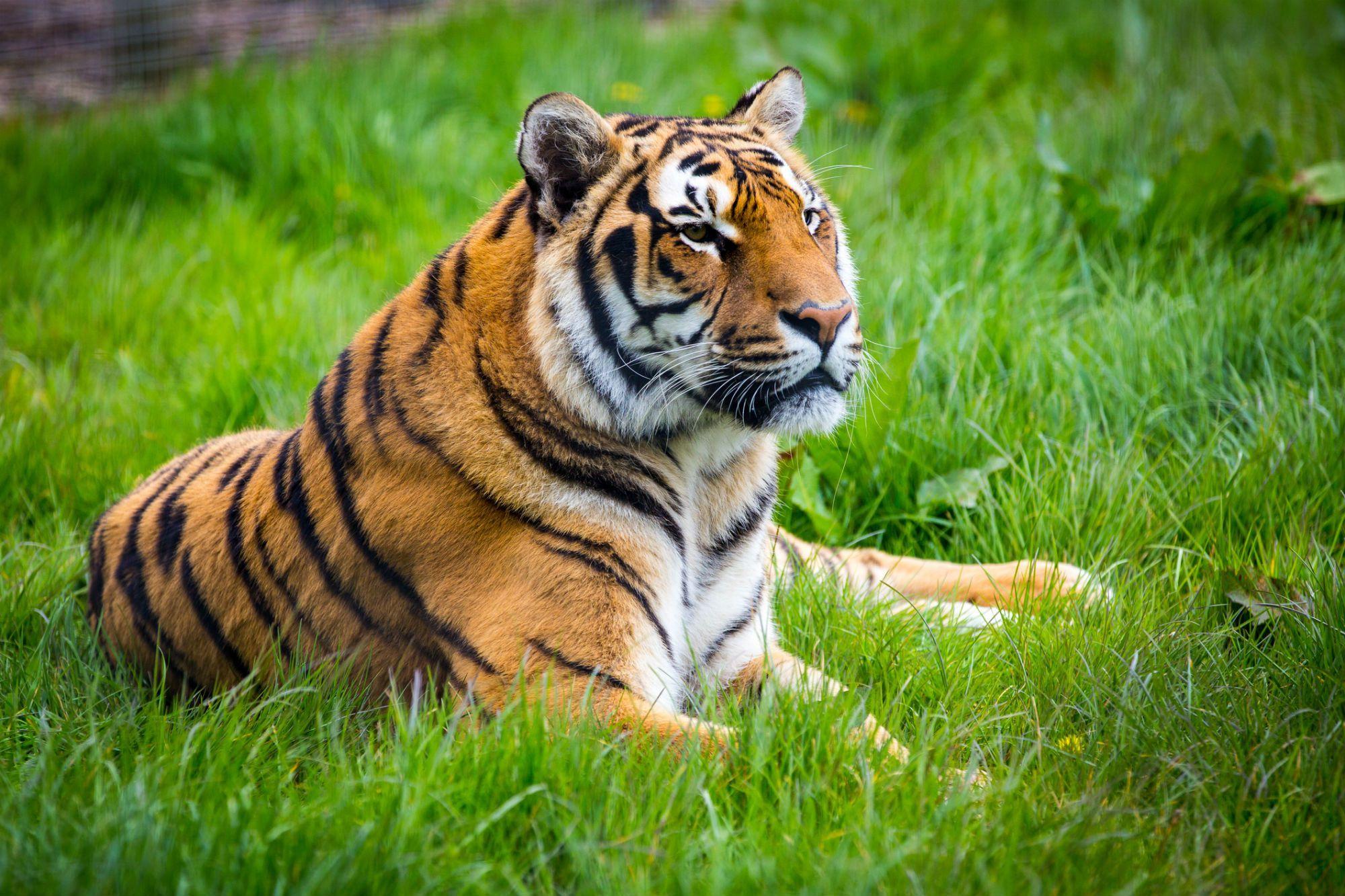 2000 x 1333 · jpeg - Tiger Images Free Download Beautiful Tiger Latest HD images & Pictures ...