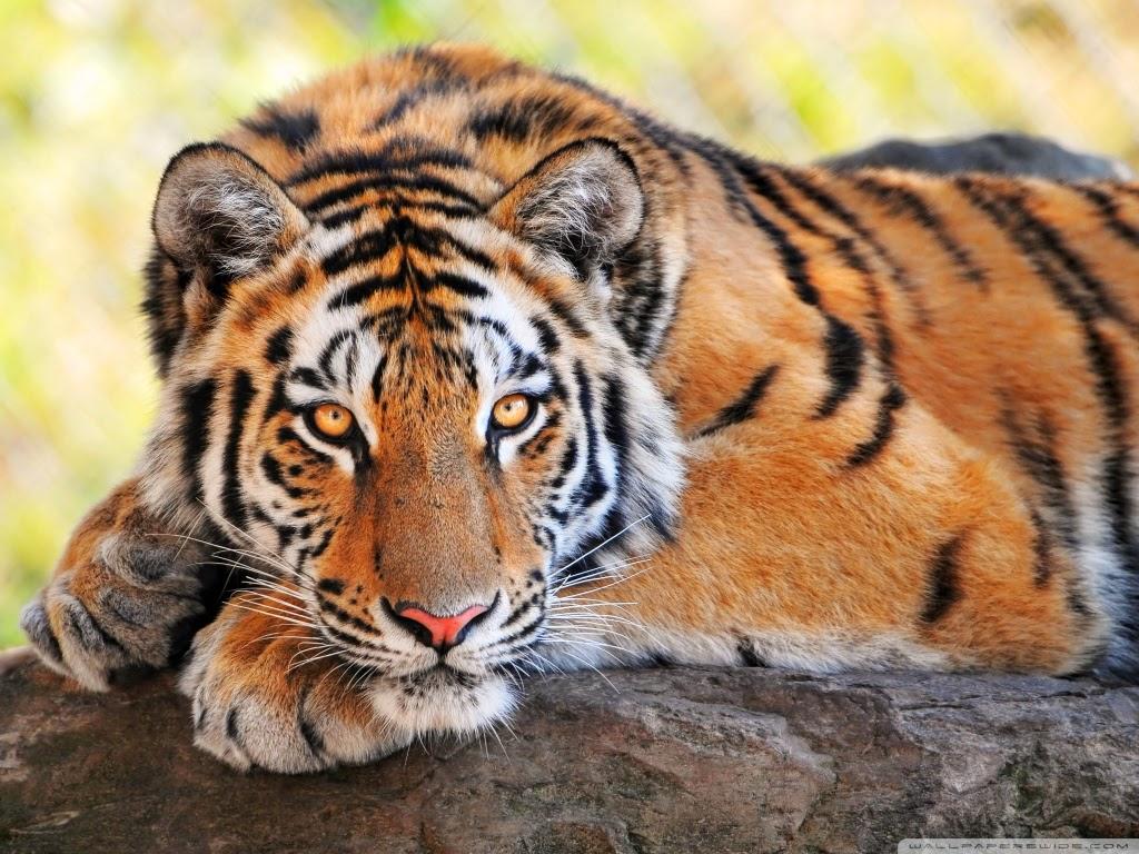 1024 x 768 · jpeg - Lovable Images: Wild Tiger Hd WallPapers Free Download || Cute Tiger HD ...