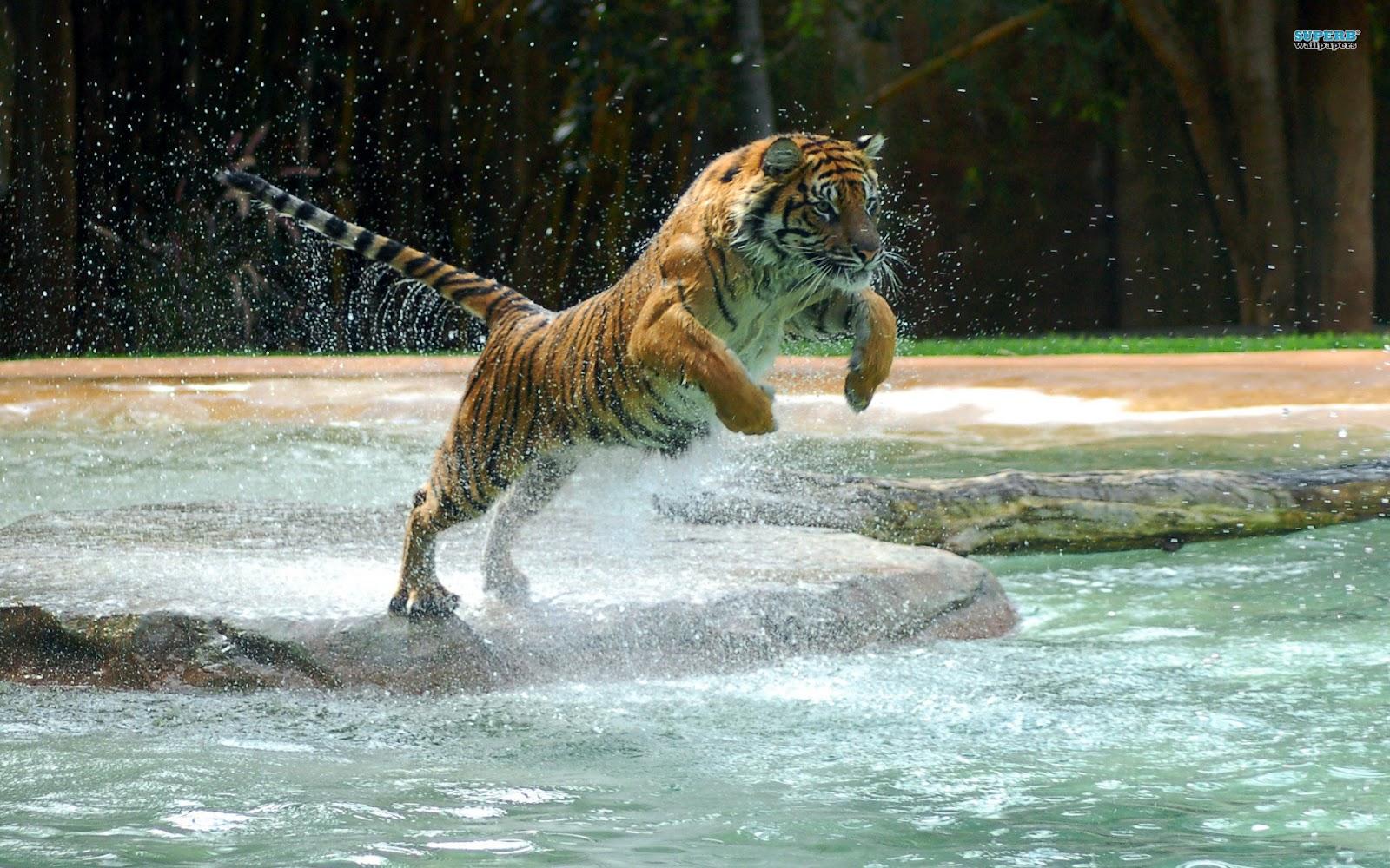 1600 x 1000 · jpeg - Top 35 Most Beautiful Tiger Wallpapers