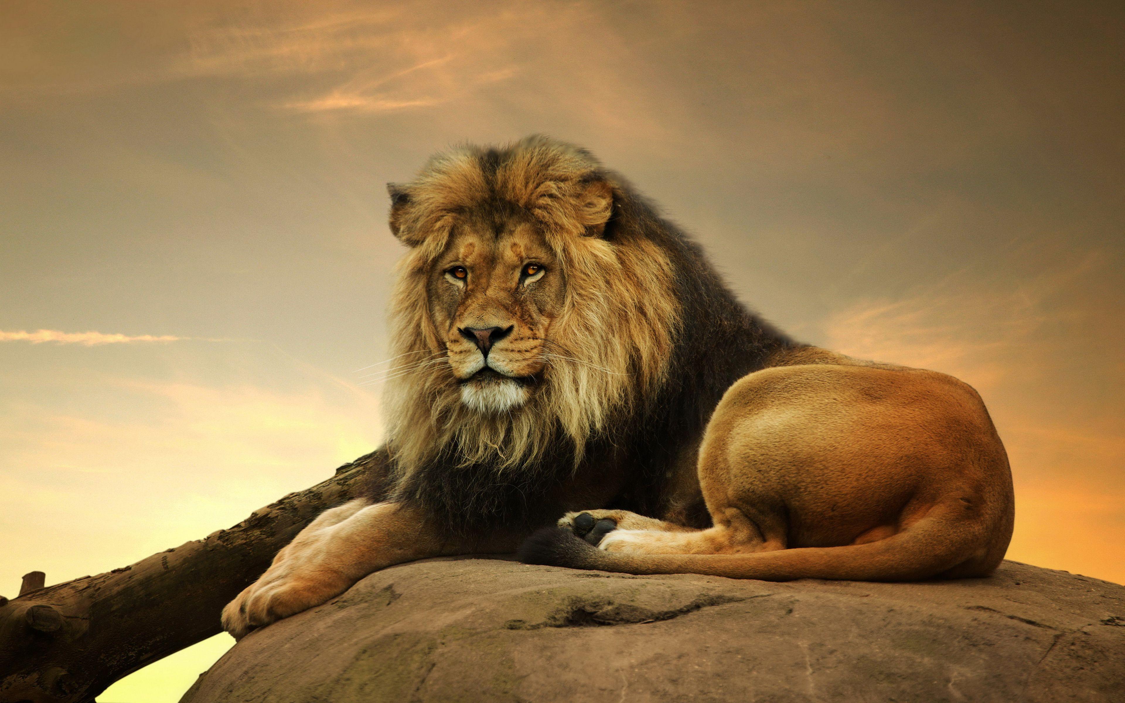 3840 x 2400 · jpeg - lion | Male lion 1 Wallpapers Pictures Photos Images | Stunning Big ...