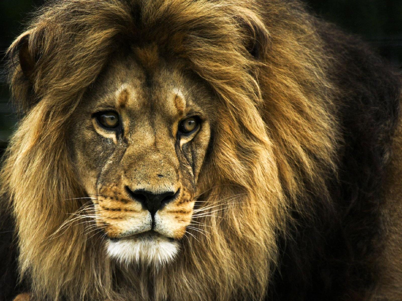 1600 x 1200 · jpeg - Download wallpaper: big lion, photo, download free, without payment ...