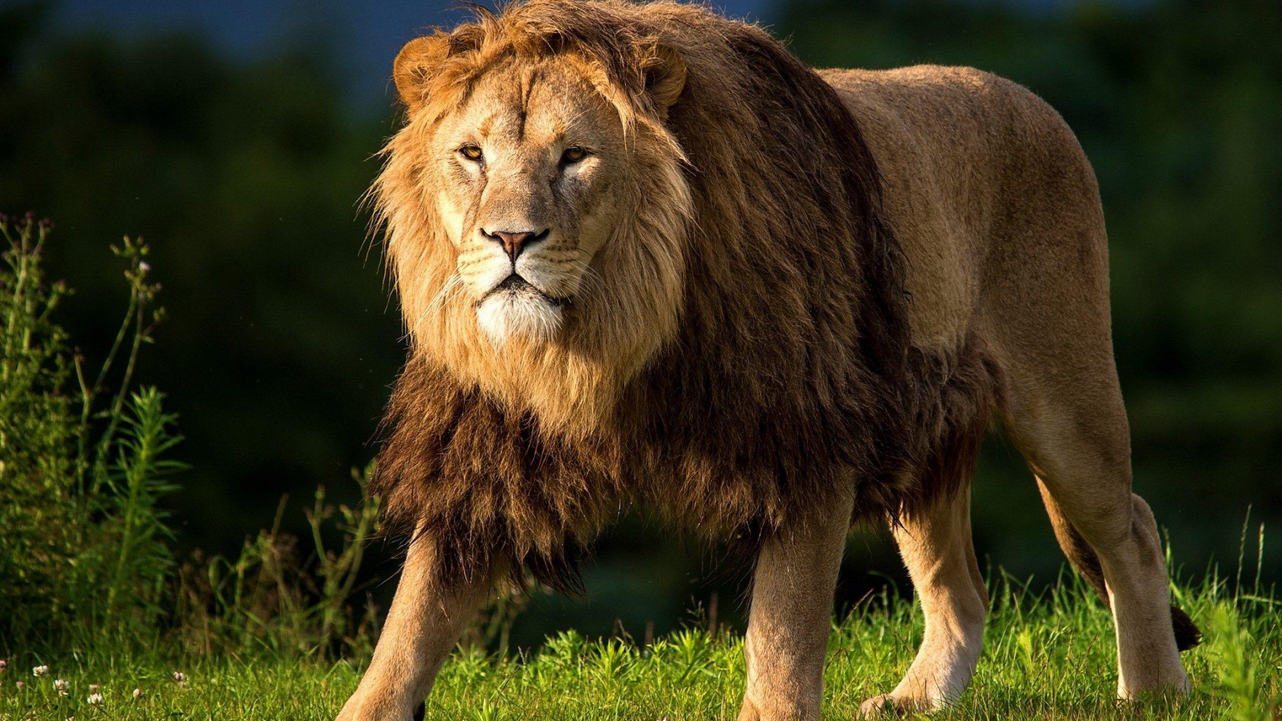 2560 x 1440 · jpeg - big lion image hd | Lion hd wallpaper, Lion images, Lion pictures