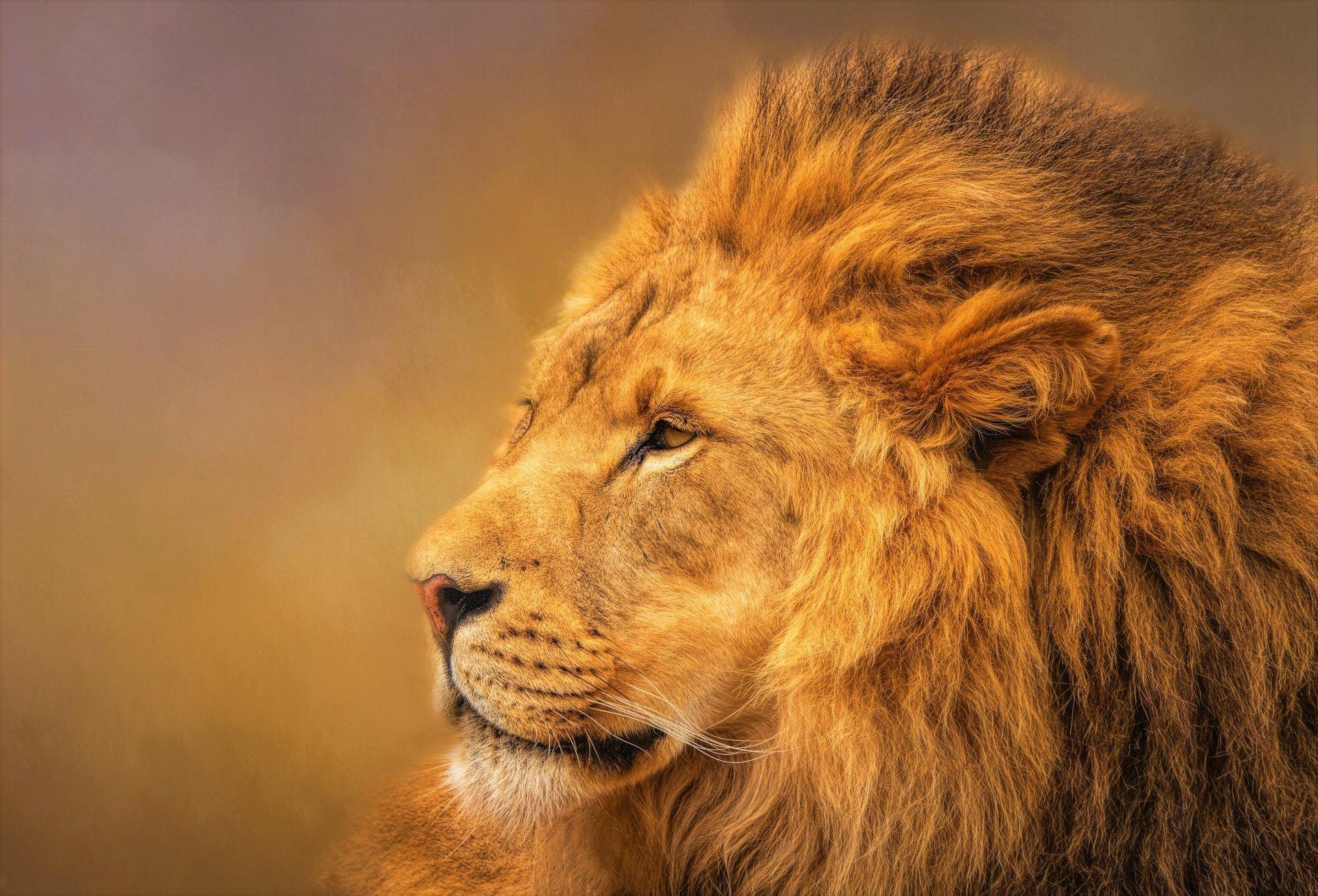 1920 x 1306 · jpeg - Beautiful Profile of Male Lion HD Wallpaper | Background Image | 3600x2448