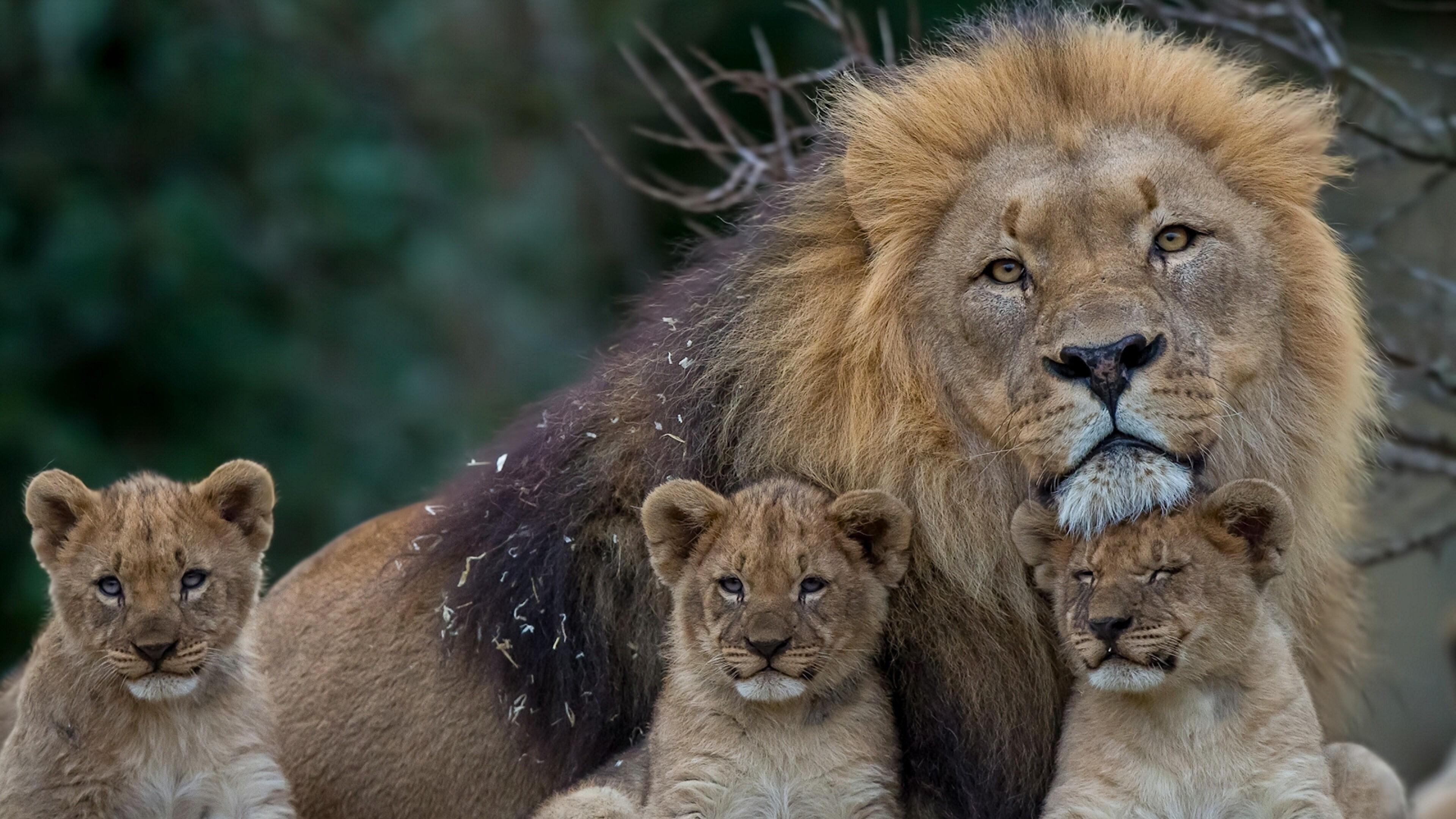 3840 x 2160 · jpeg - Big Lion with Cub HD Wallpaper Background | HD Wallpapers