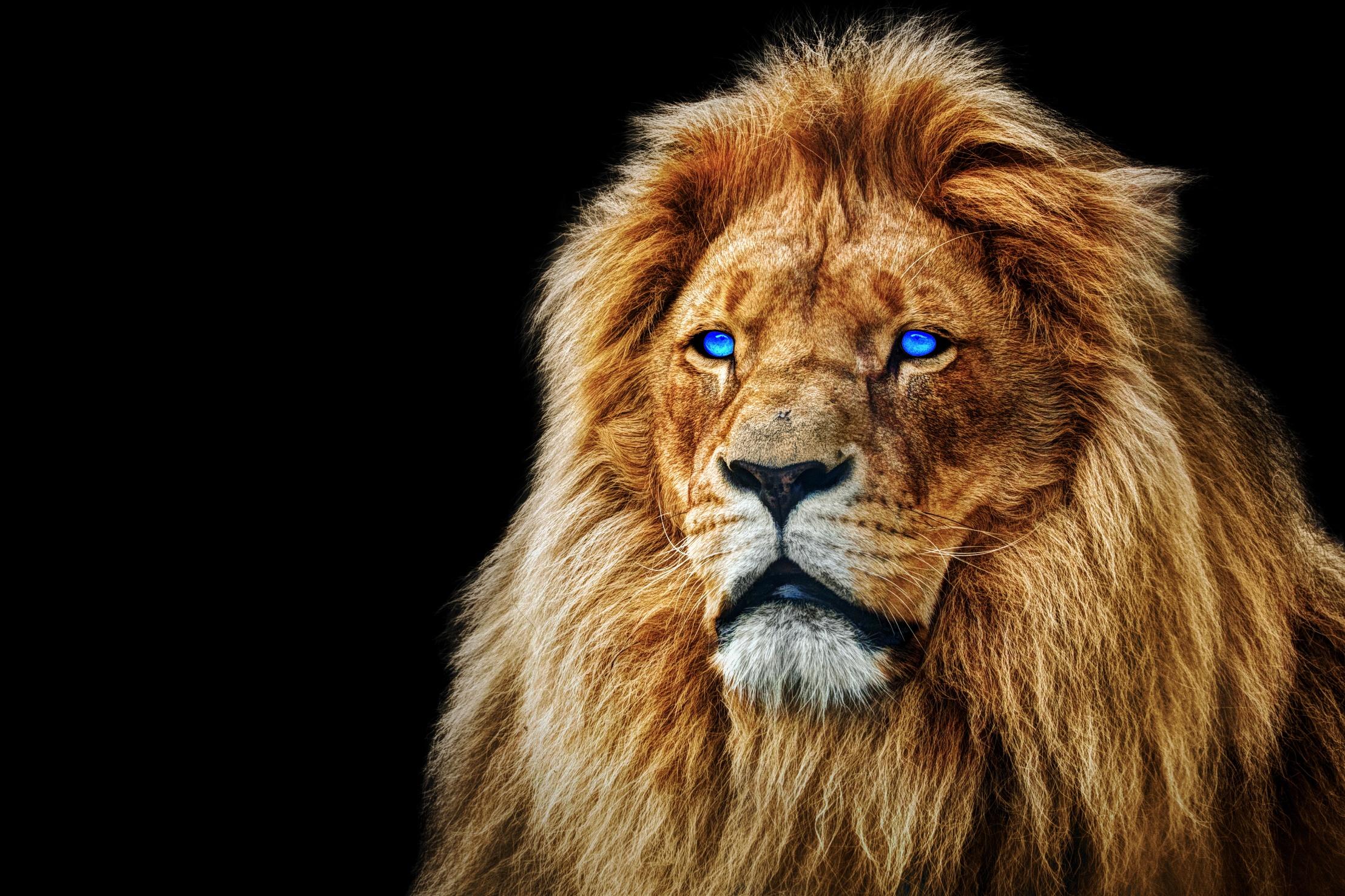 2217 x 1478 · jpeg - Lion HD Wallpaper | Background Image | 2217x1478