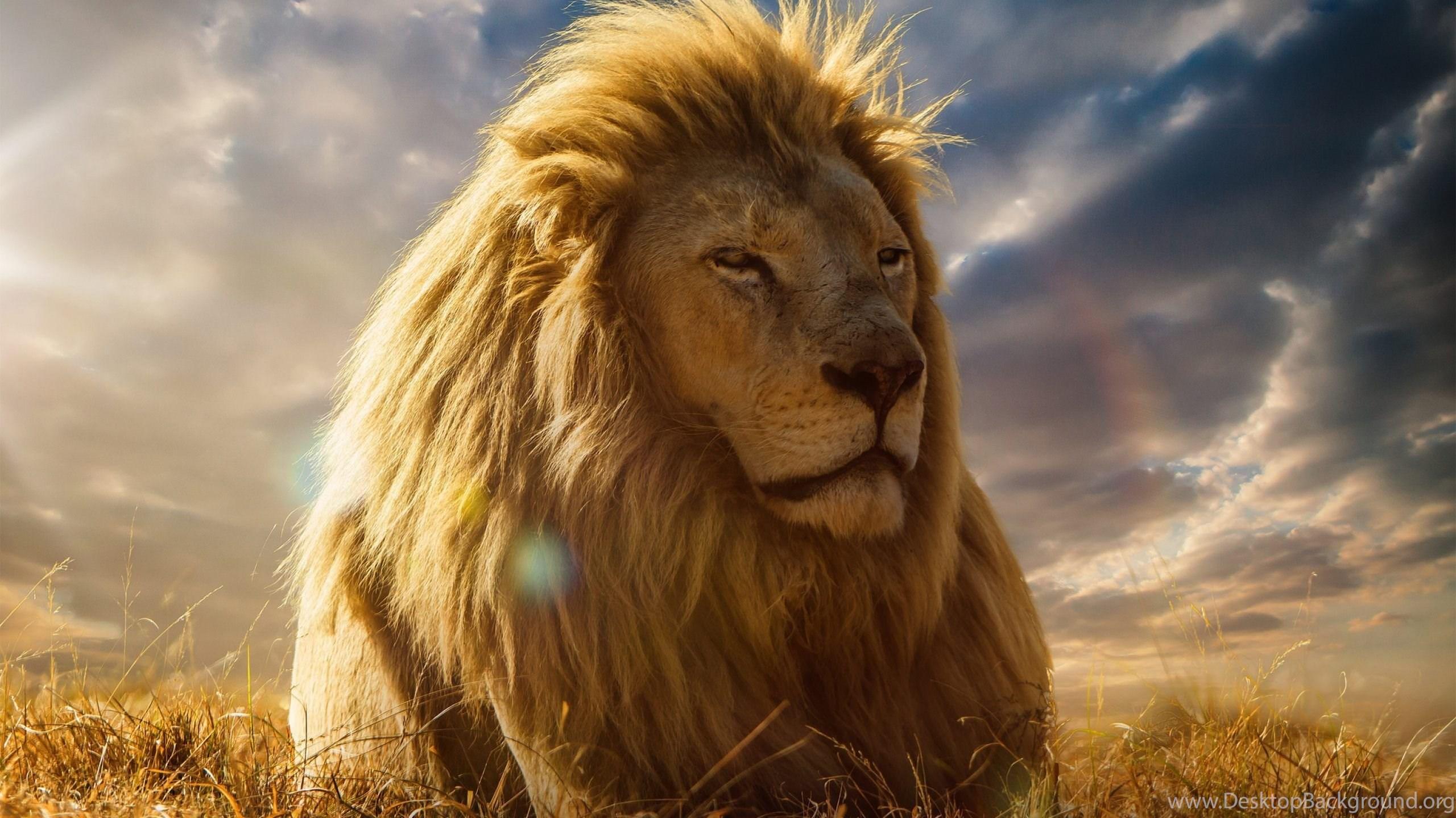 2560 x 1440 · jpeg - African Big Lion Wallpapers For Desktop In 1080p High Quality Desktop ...