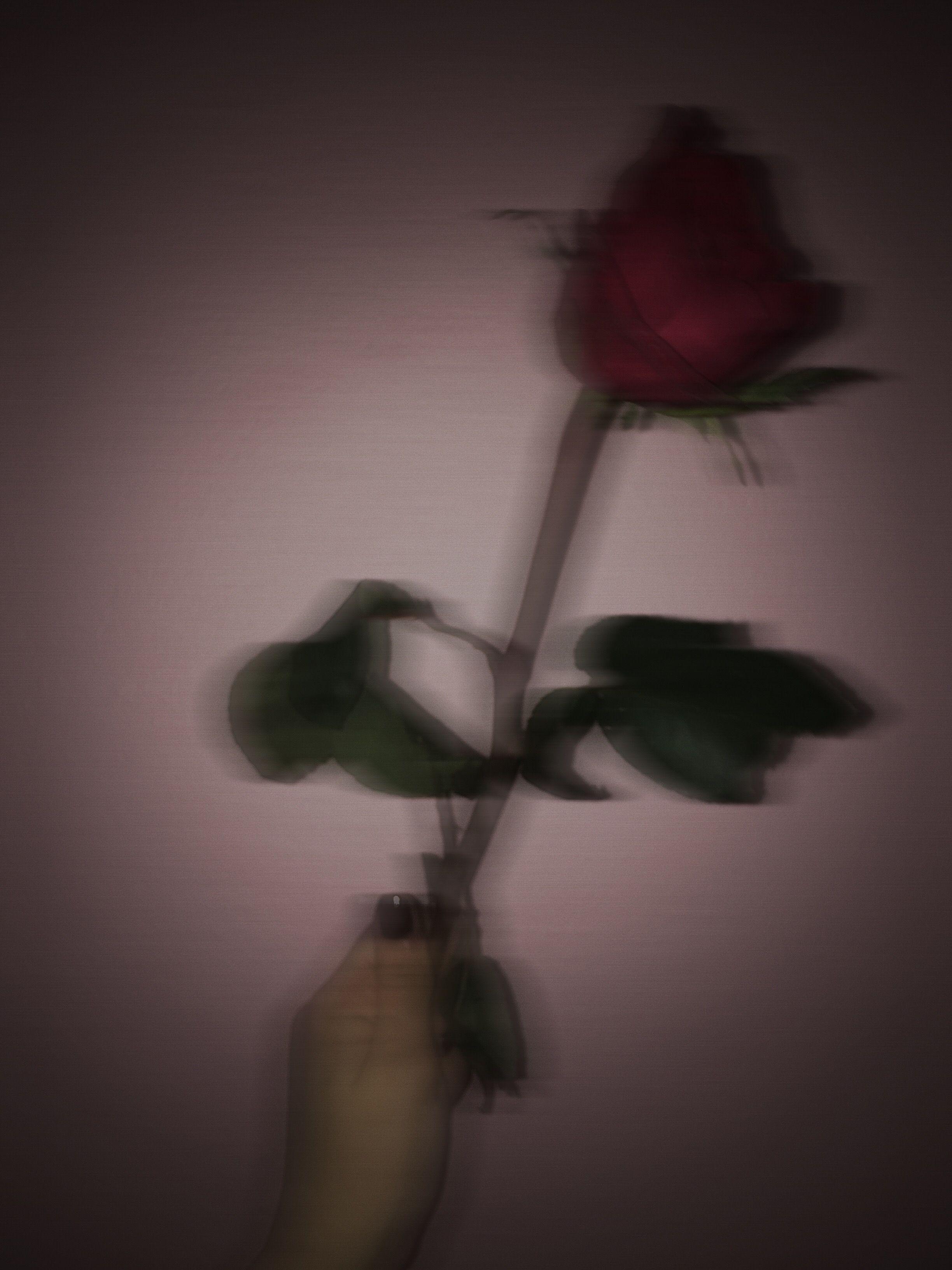 2448 x 3264 · jpeg - Black Rose Aesthetic Wallpapers - Top Free Black Rose Aesthetic ...