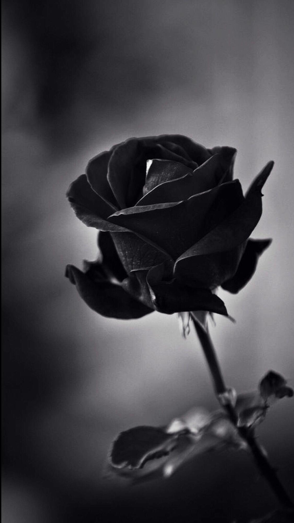 1125 x 2001 · png - Pin by Laci on Wallpapers | Black roses wallpaper, Black rose flower ...