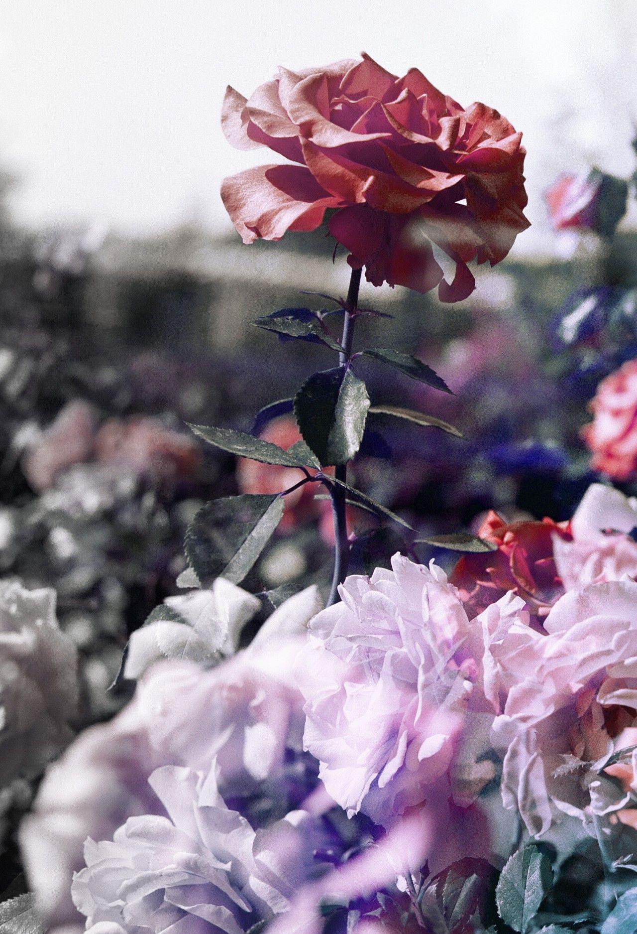 1280 x 1875 · jpeg -  Black Rose Aesthetic Tumblr - 2021