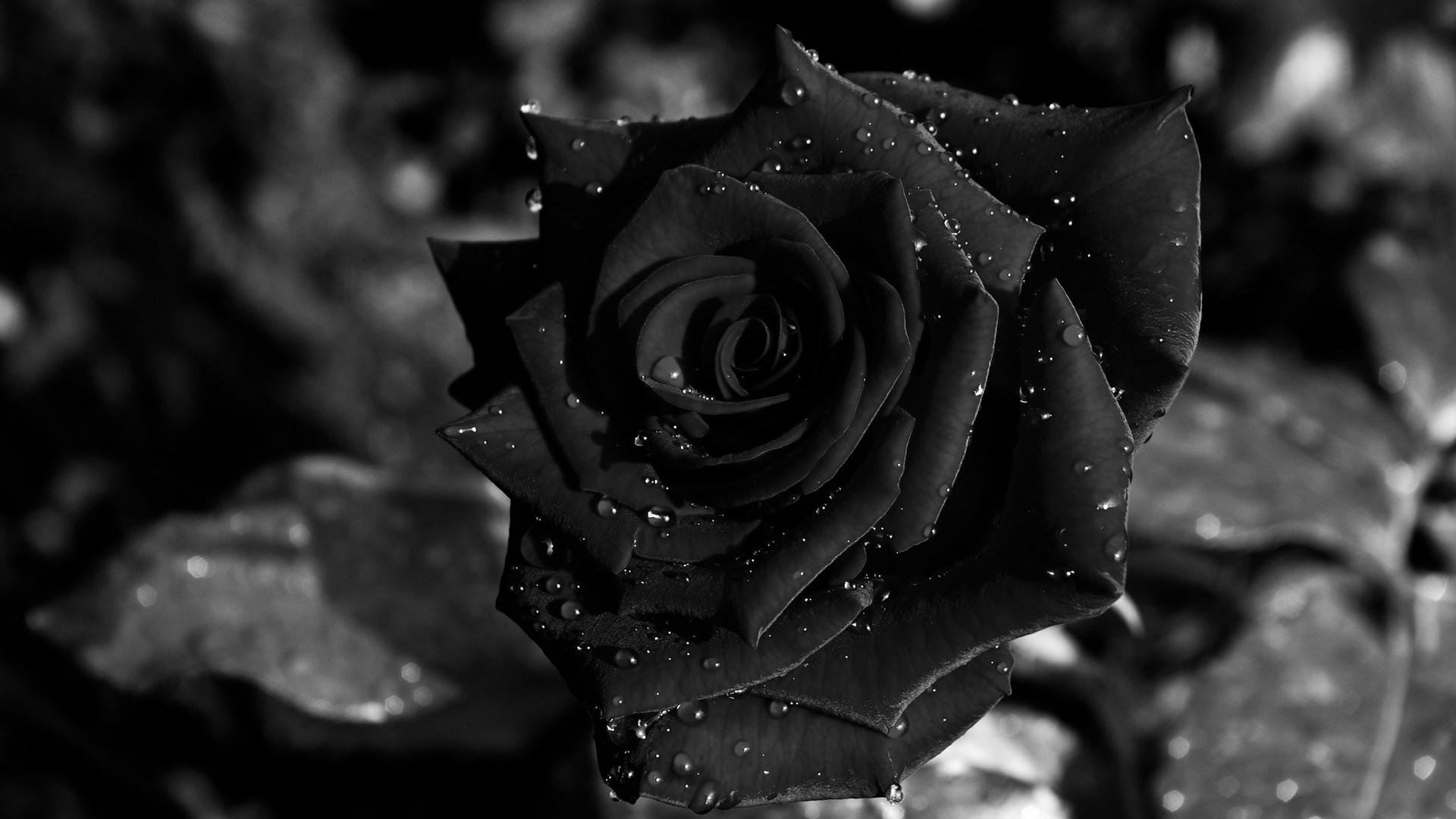 1920 x 1080 · jpeg - Black Roses Wallpaper (64+ images)