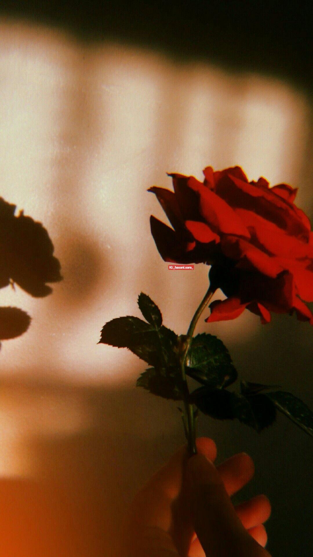 1080 x 1920 · jpeg - #red #rose #aesthetic #hand #flower | Aesthetic art, Red roses, Red ...