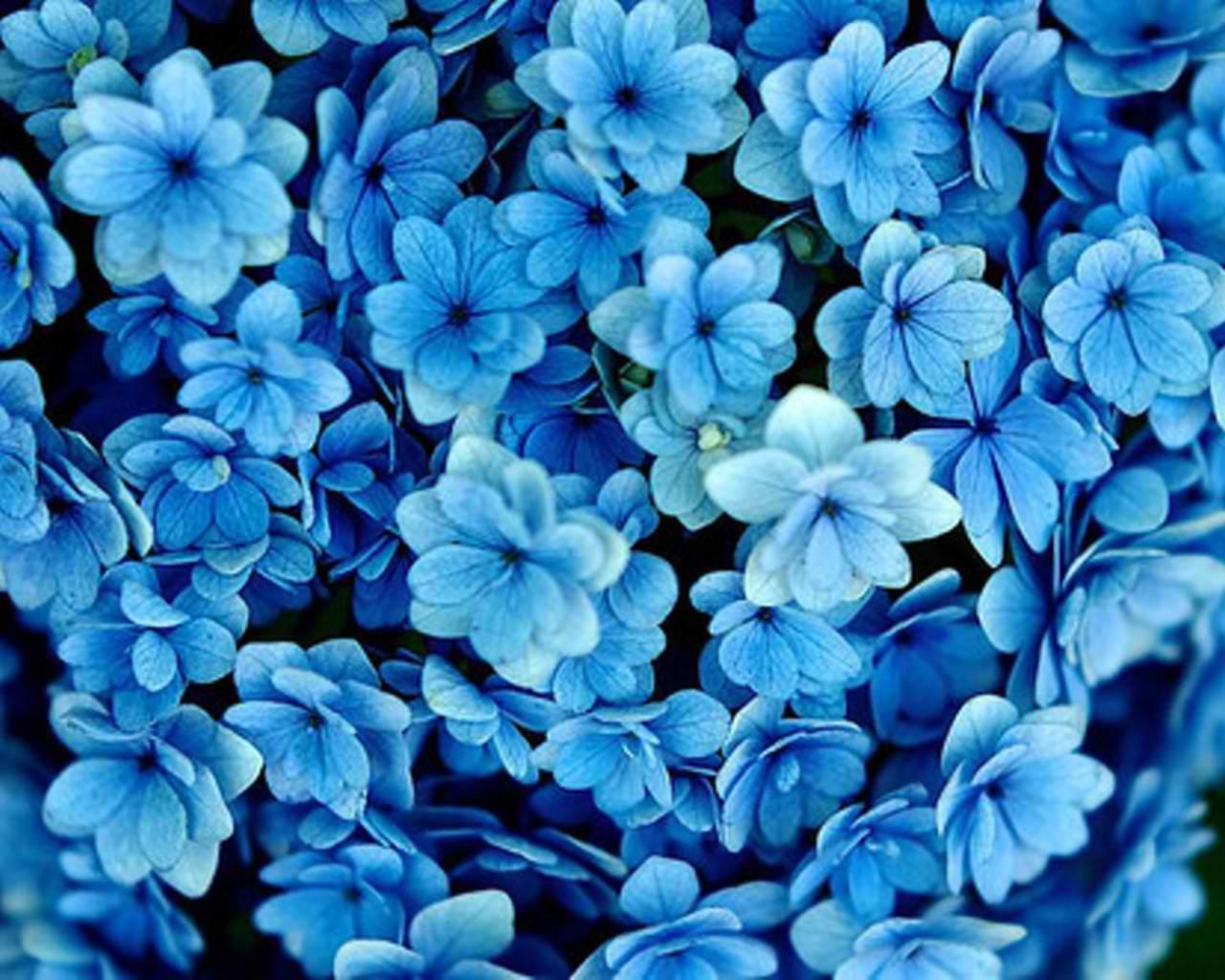 1280 x 1024 · jpeg - Blue Flowers Wallpapers - Wallpaper Cave