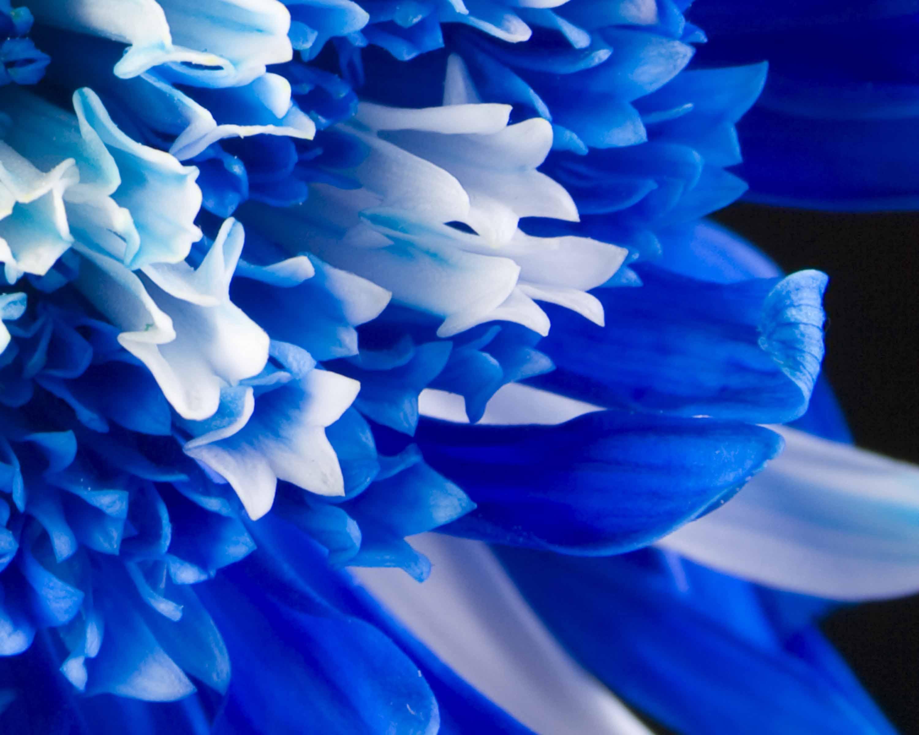3000 x 2400 · jpeg - Blue Flowers Wallpapers - Wallpaper Cave