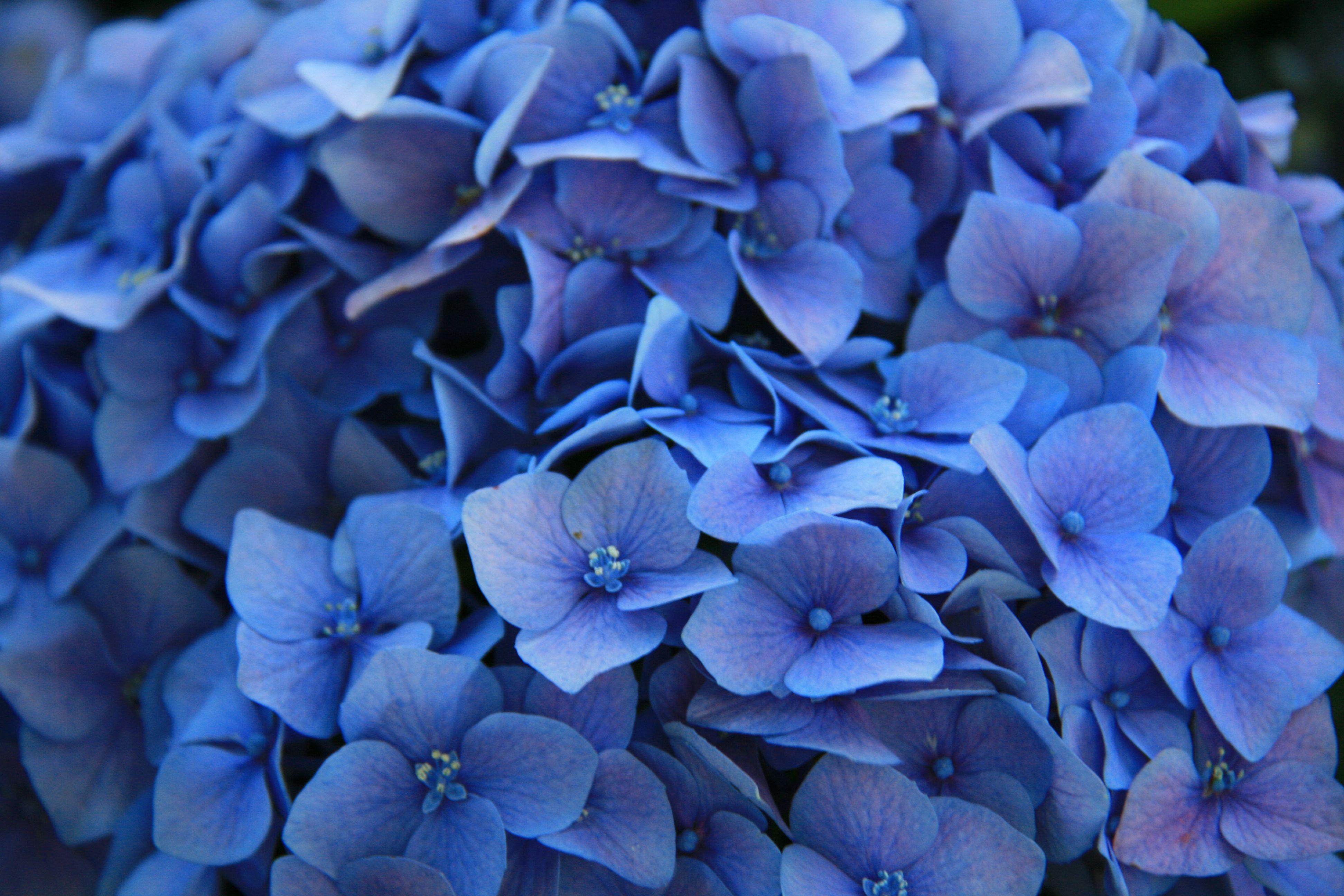 3888 x 2592 · jpeg - Blue Flowers Wallpapers Images Photos Pictures Backgrounds