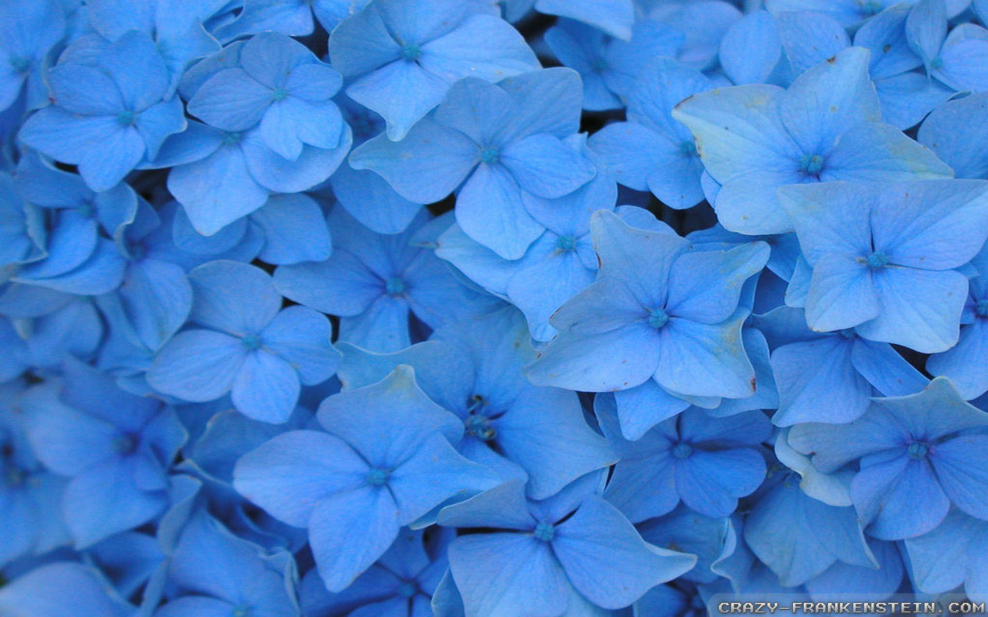 1920 x 1200 · jpeg - Blue Flower Wallpapers - Wallpaper Cave