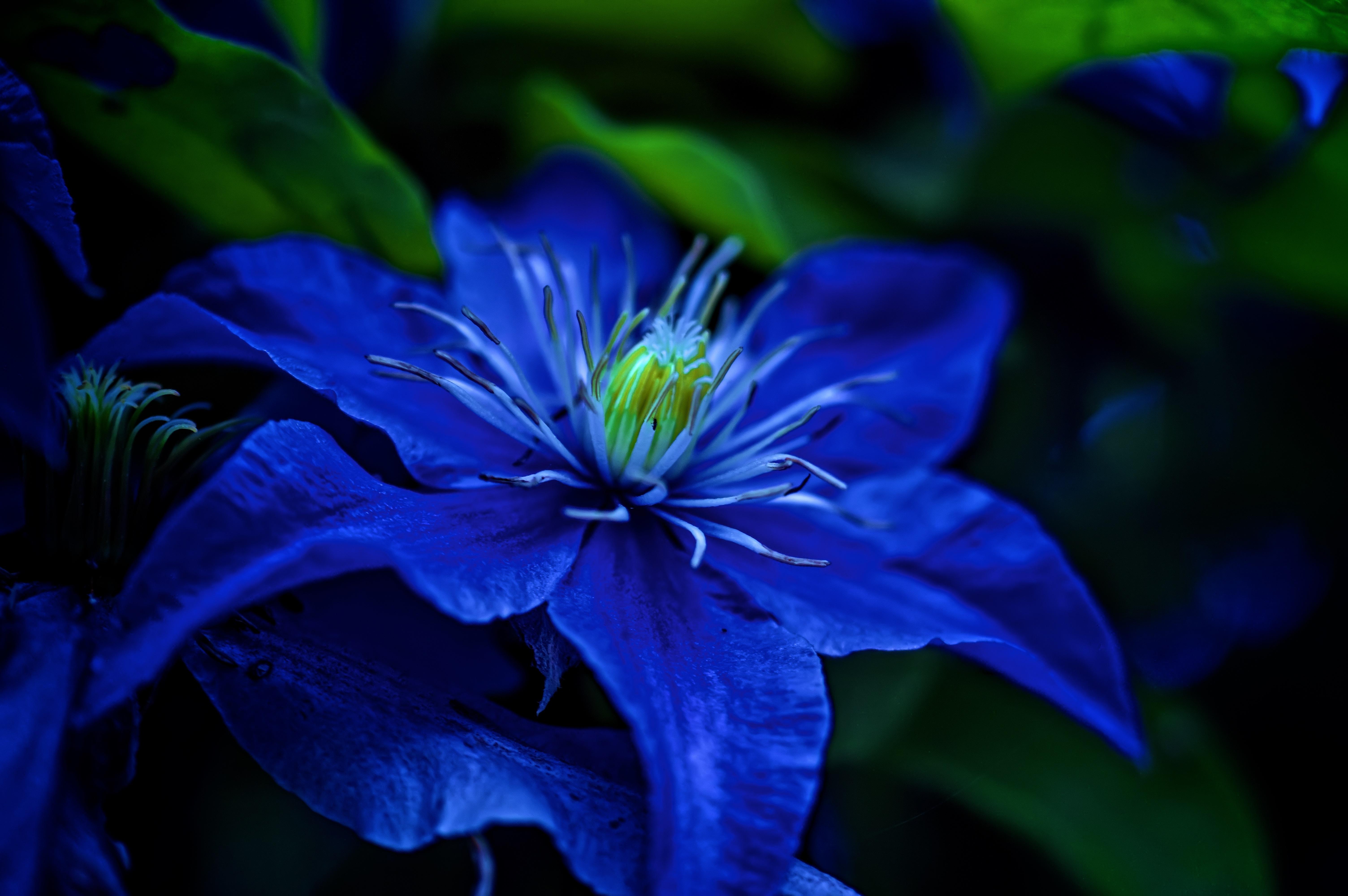 6016 x 4000 · jpeg - Blue Flower 5k Retina Ultra HD Wallpaper | Background Image | 6016x4000 ...