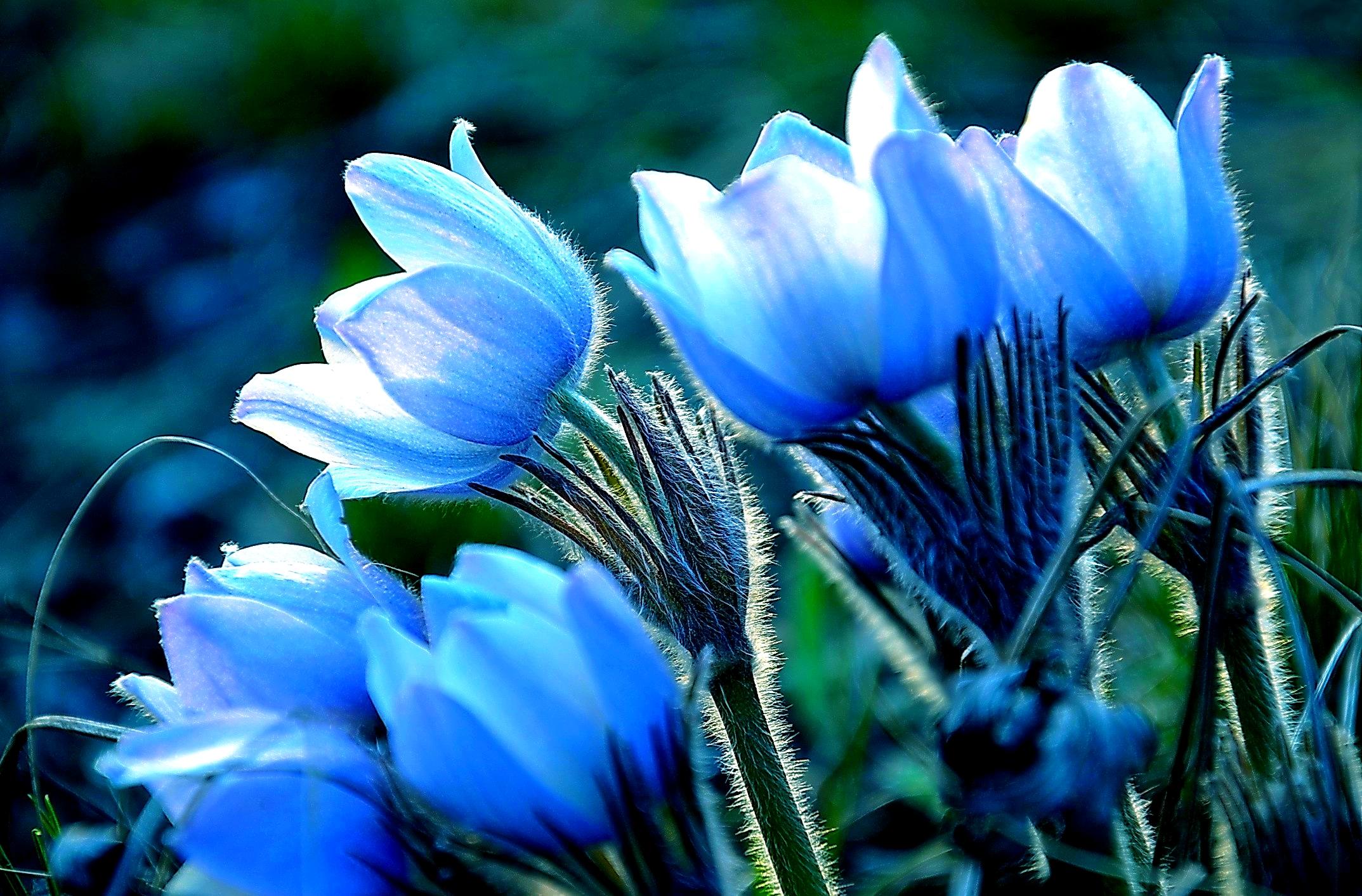 2147 x 1413 · jpeg - Blue Flowers HD Wallpaper | Background Image | 2147x1413