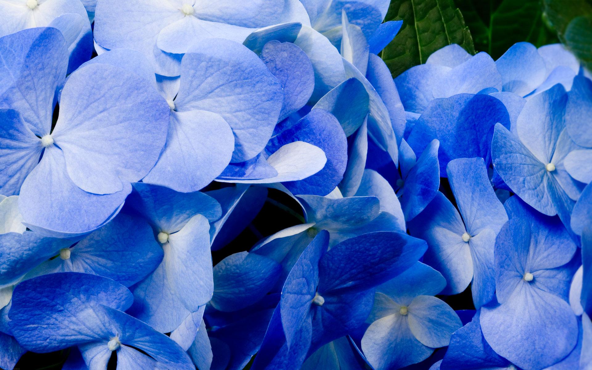1920 x 1200 · jpeg - Blue Flower HD Wallpapers
