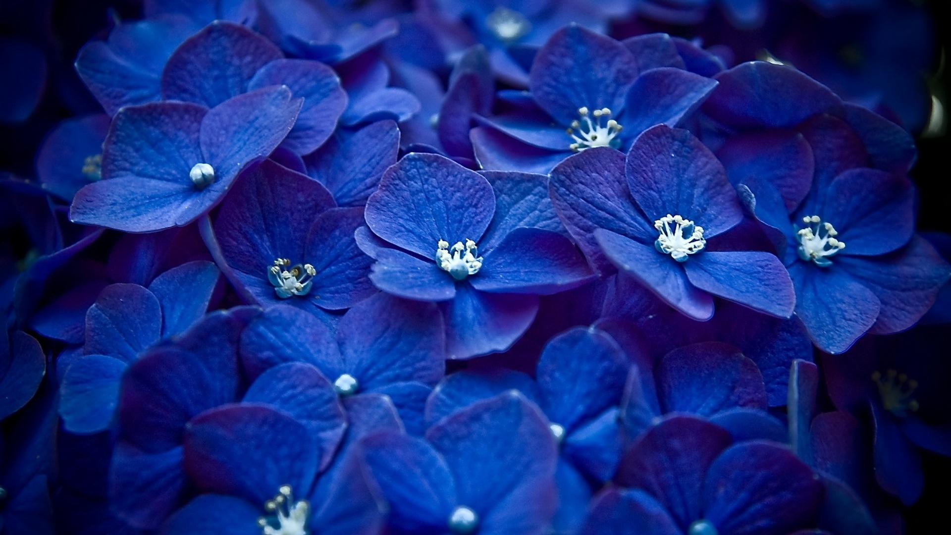 1920 x 1080 · jpeg - flower wallpapers blue - HD Desktop Wallpapers | 4k HD