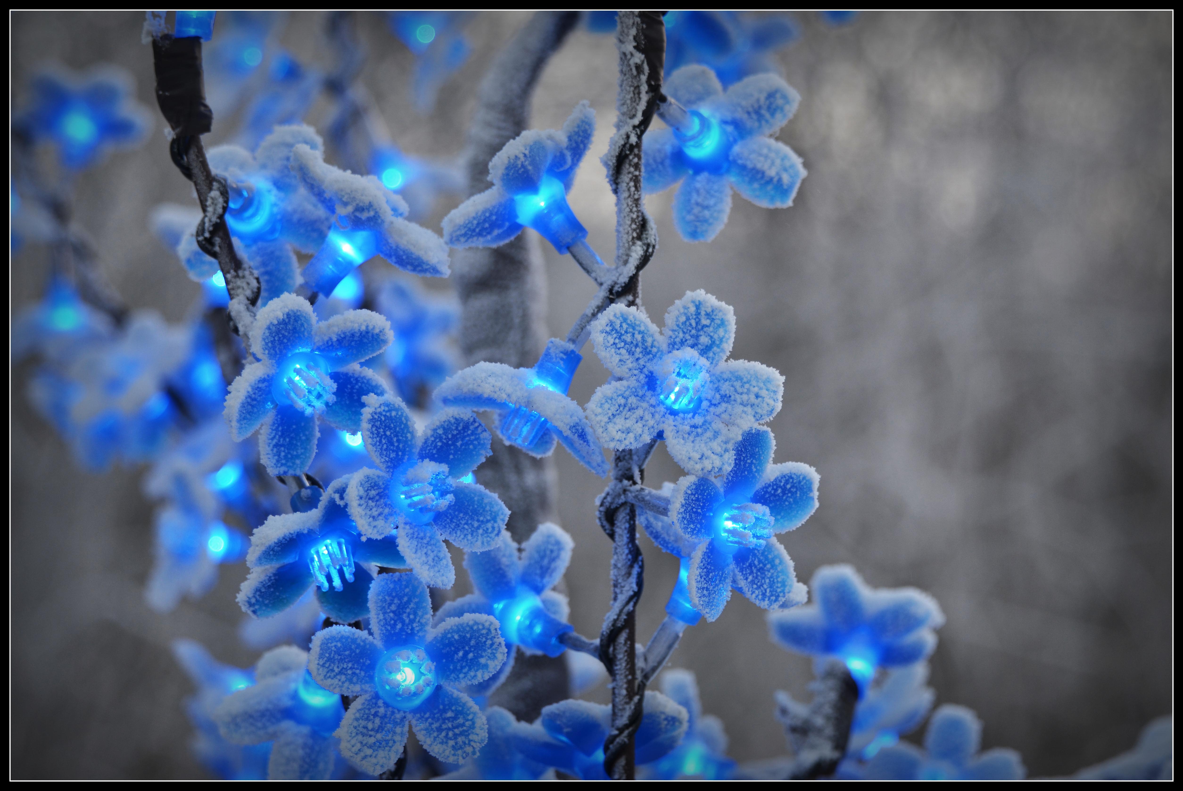 5018 x 3354 · jpeg - Fairy Blue Flower Wallpapers - Wallpaper Cave