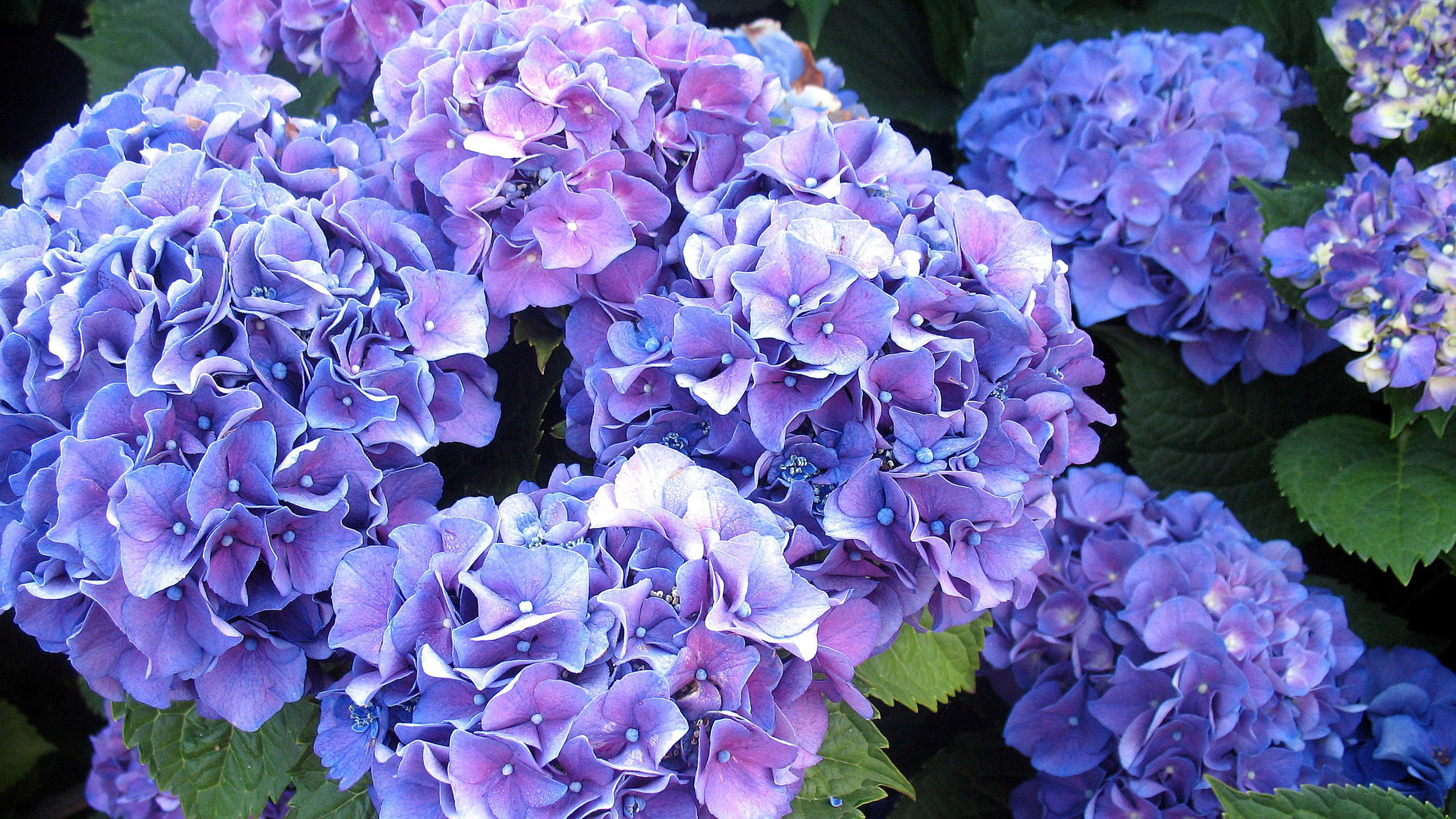 3840 x 2160 · jpeg - Flower Wallpaper  Lush Blue Hydrangea in High Resolution | HD ...