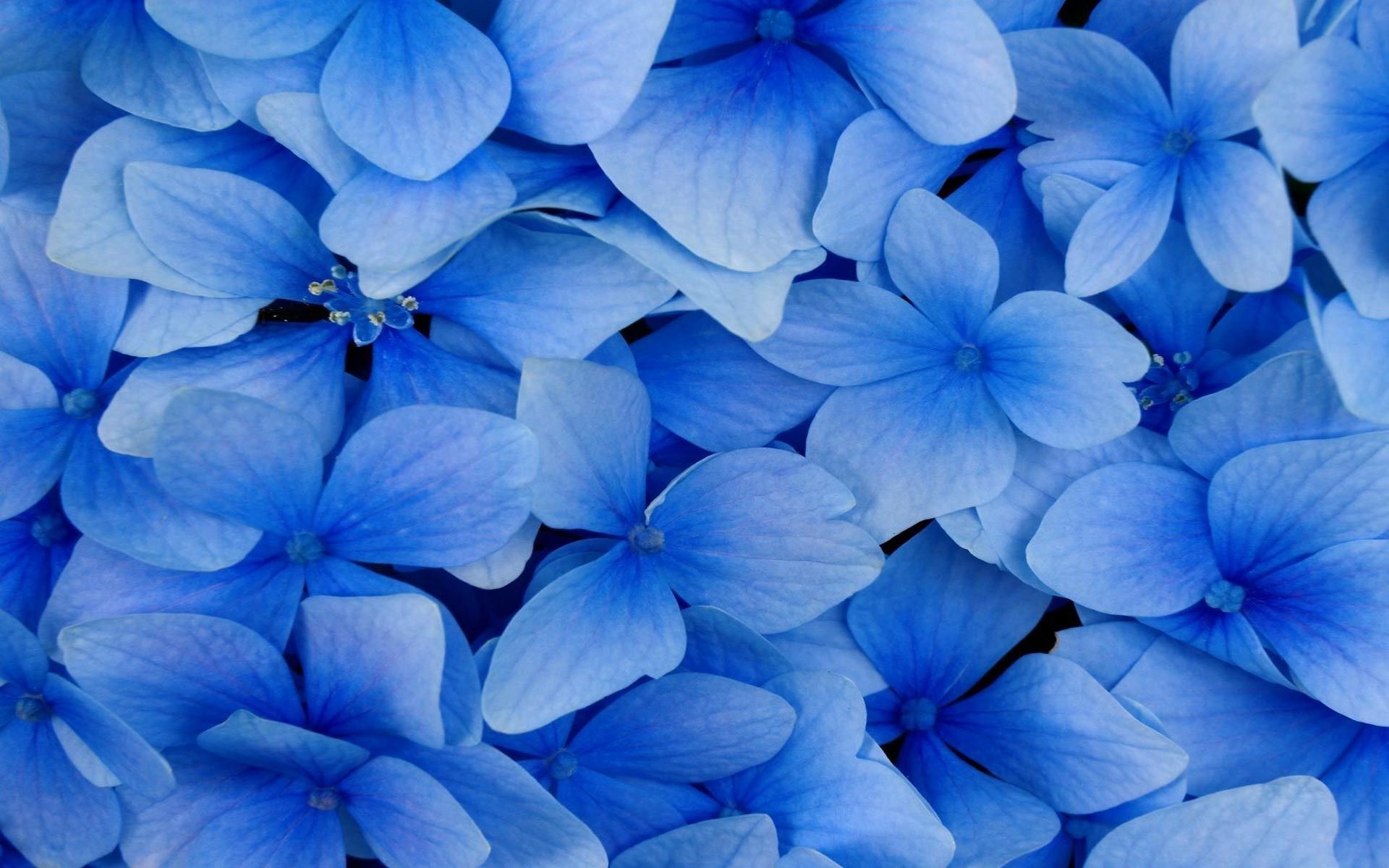 1920 x 1200 · jpeg - photography, Nature, Flowers, Blue Wallpapers HD / Desktop and Mobile ...