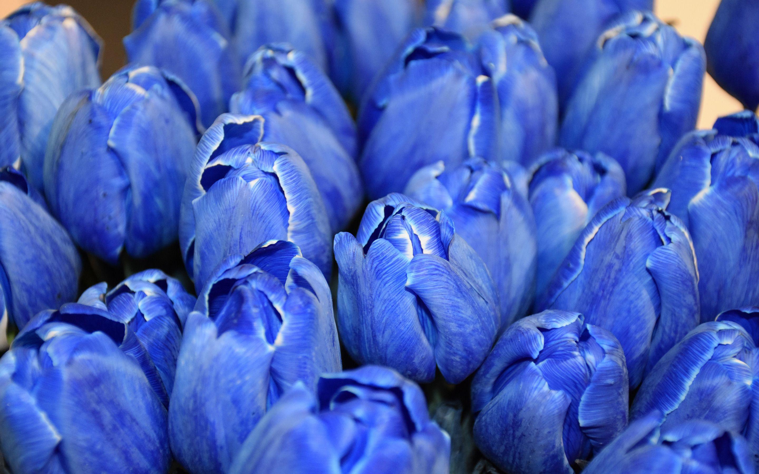 2880 x 1800 · jpeg - Blue Spring Flowers Wallpapers - Wallpaper Cave