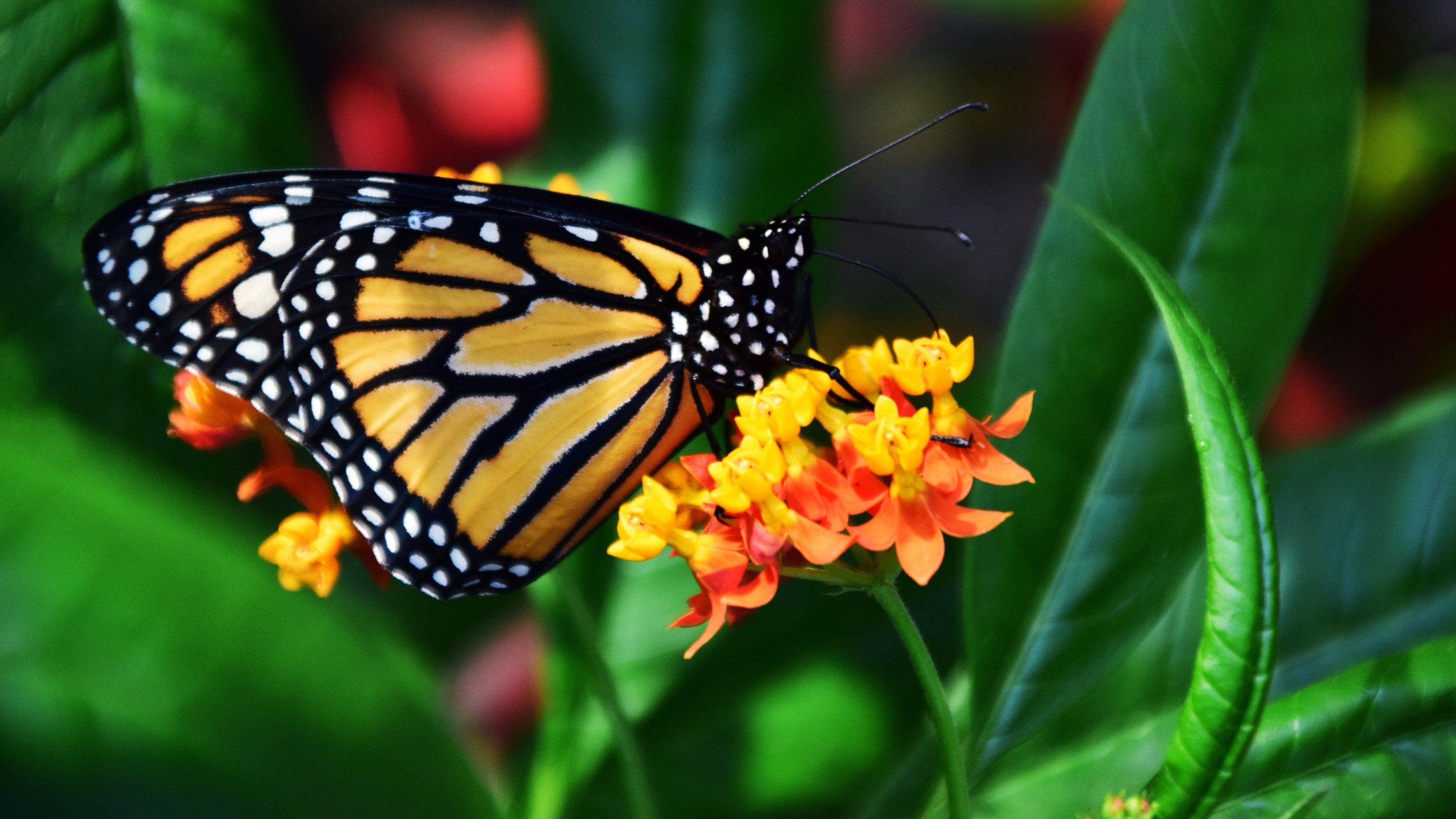 3840 x 2160 · jpeg - Monarch Butterfly Wallpapers - Wallpaper Cave
