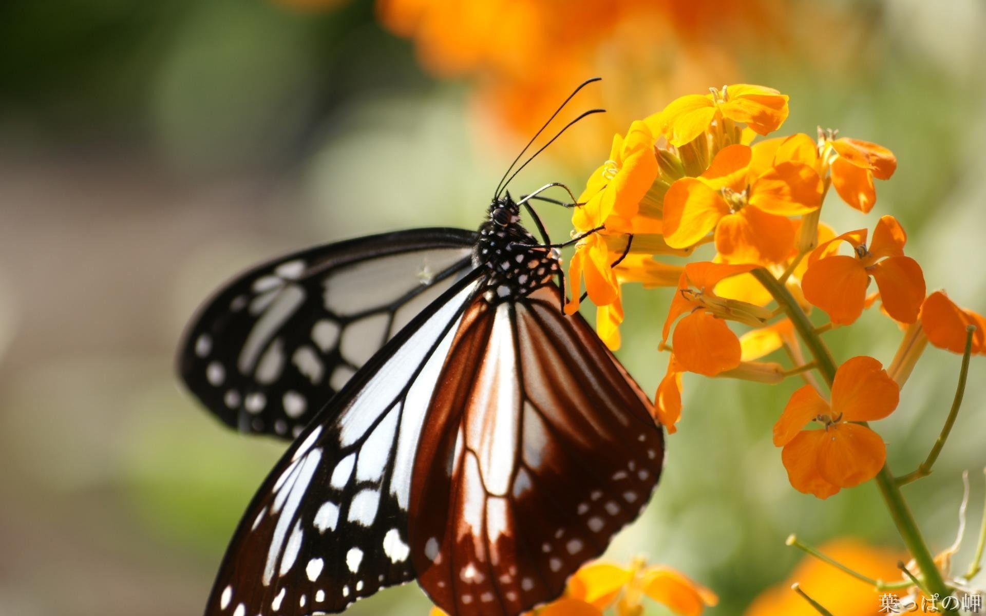 1920 x 1200 · jpeg - Free Butterfly Wallpapers - Wallpaper Cave