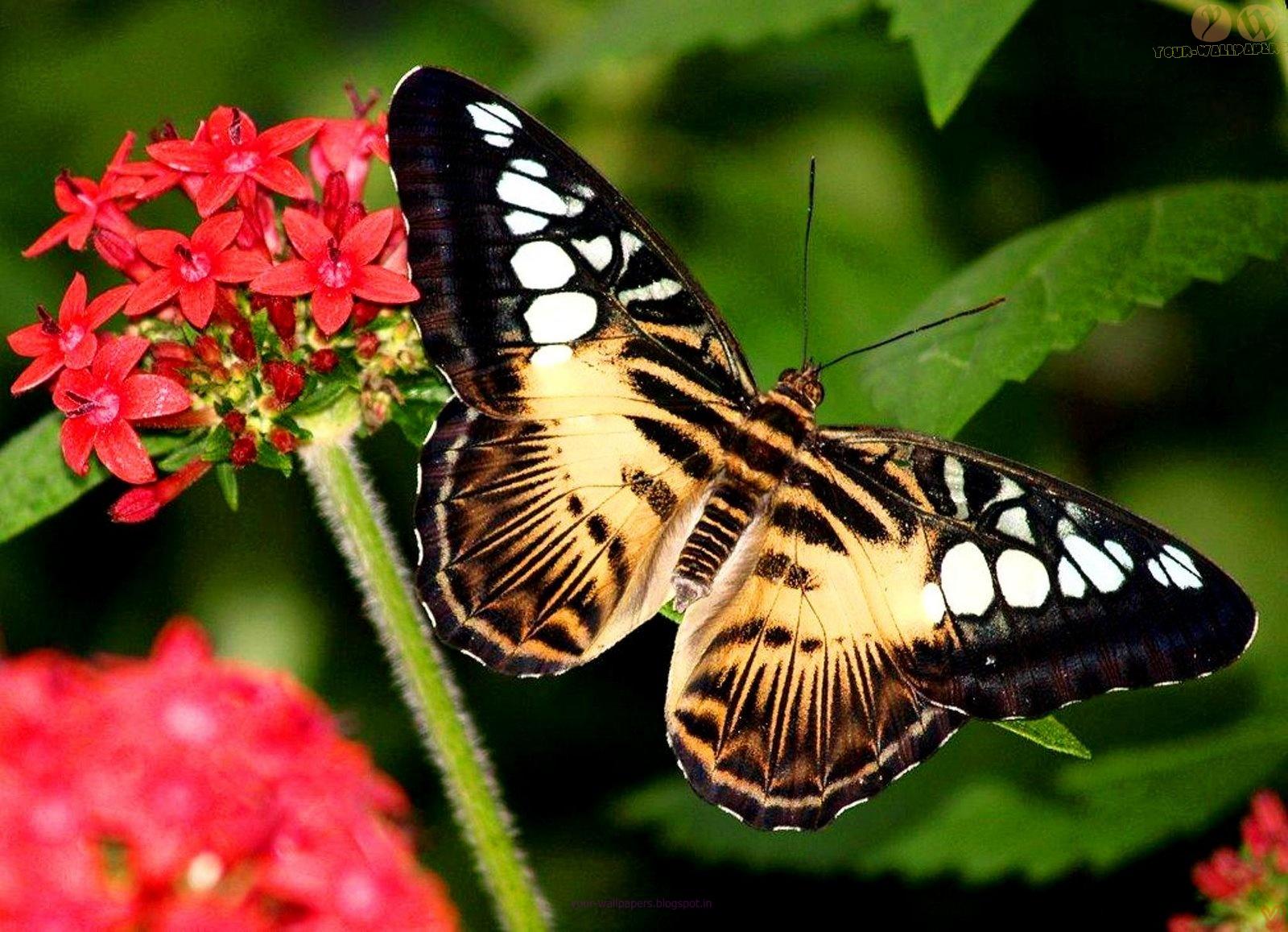 1600 x 1157 · jpeg - Your Wallpapers: Beautiful Butterfly Desktop Wallpapers