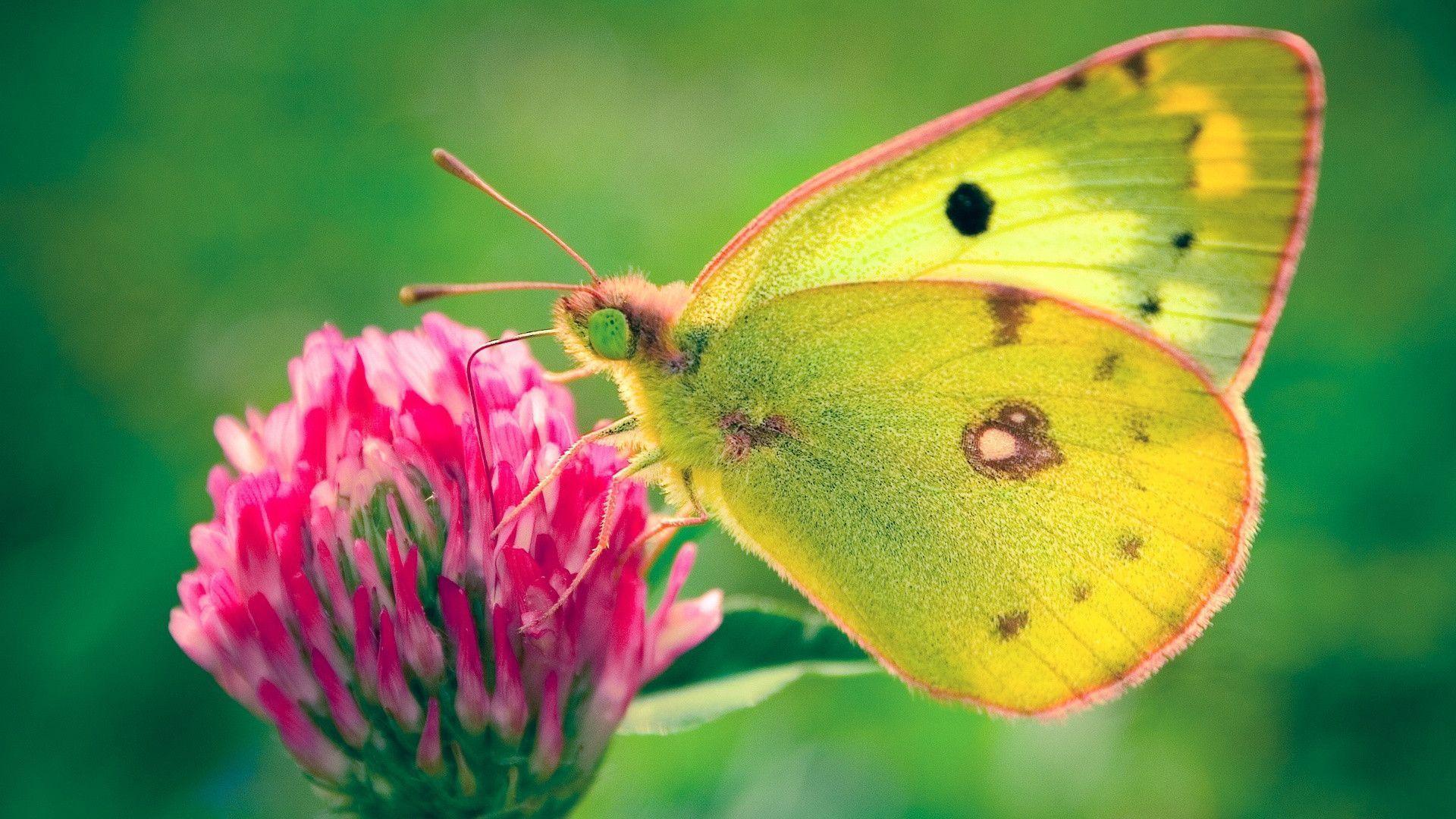 1920 x 1080 · jpeg - Butterfly Wallpapers Image - Wallpaper Cave