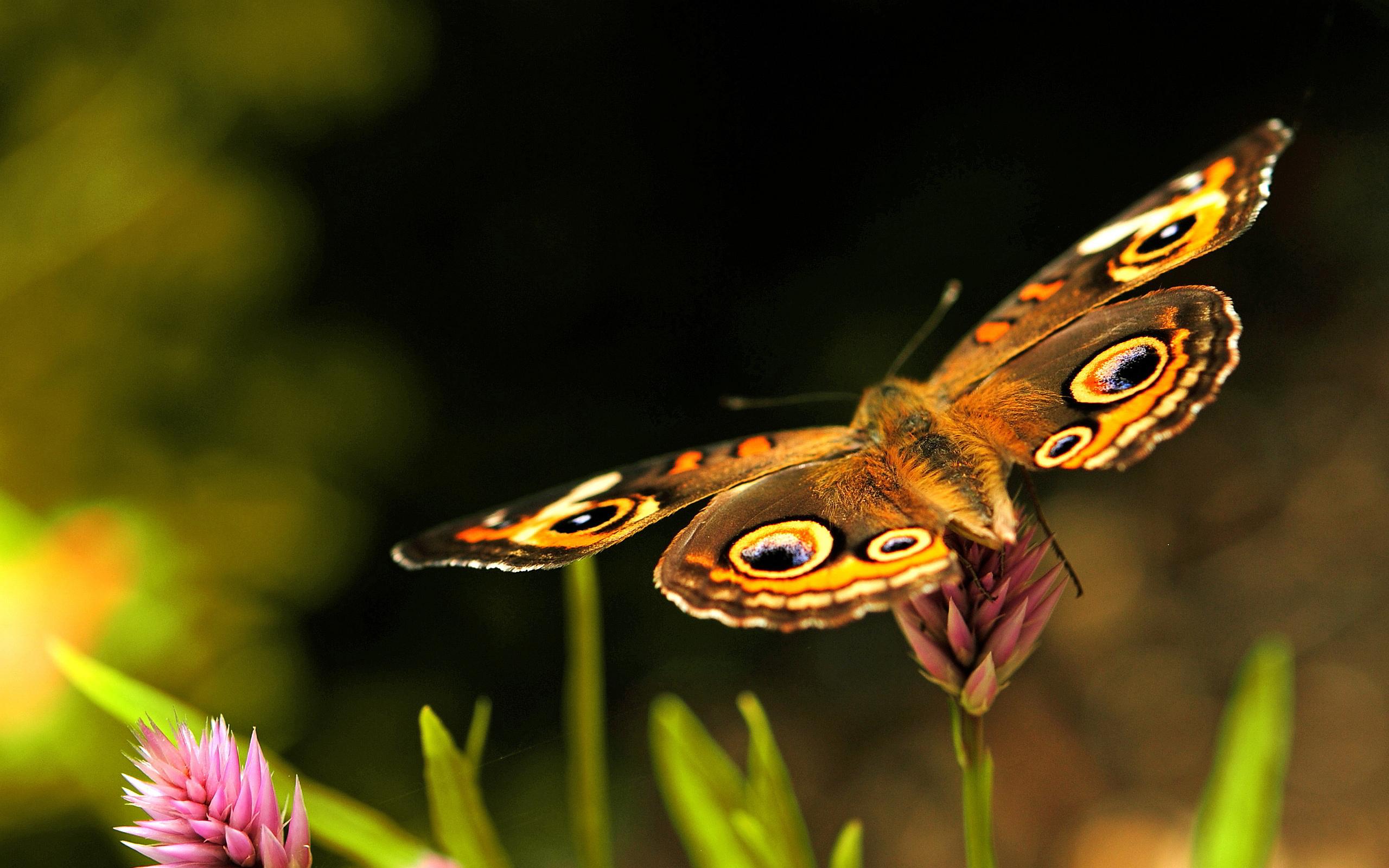 2560 x 1600 · jpeg - beautiful butterfly - HD Desktop Wallpapers | 4k HD