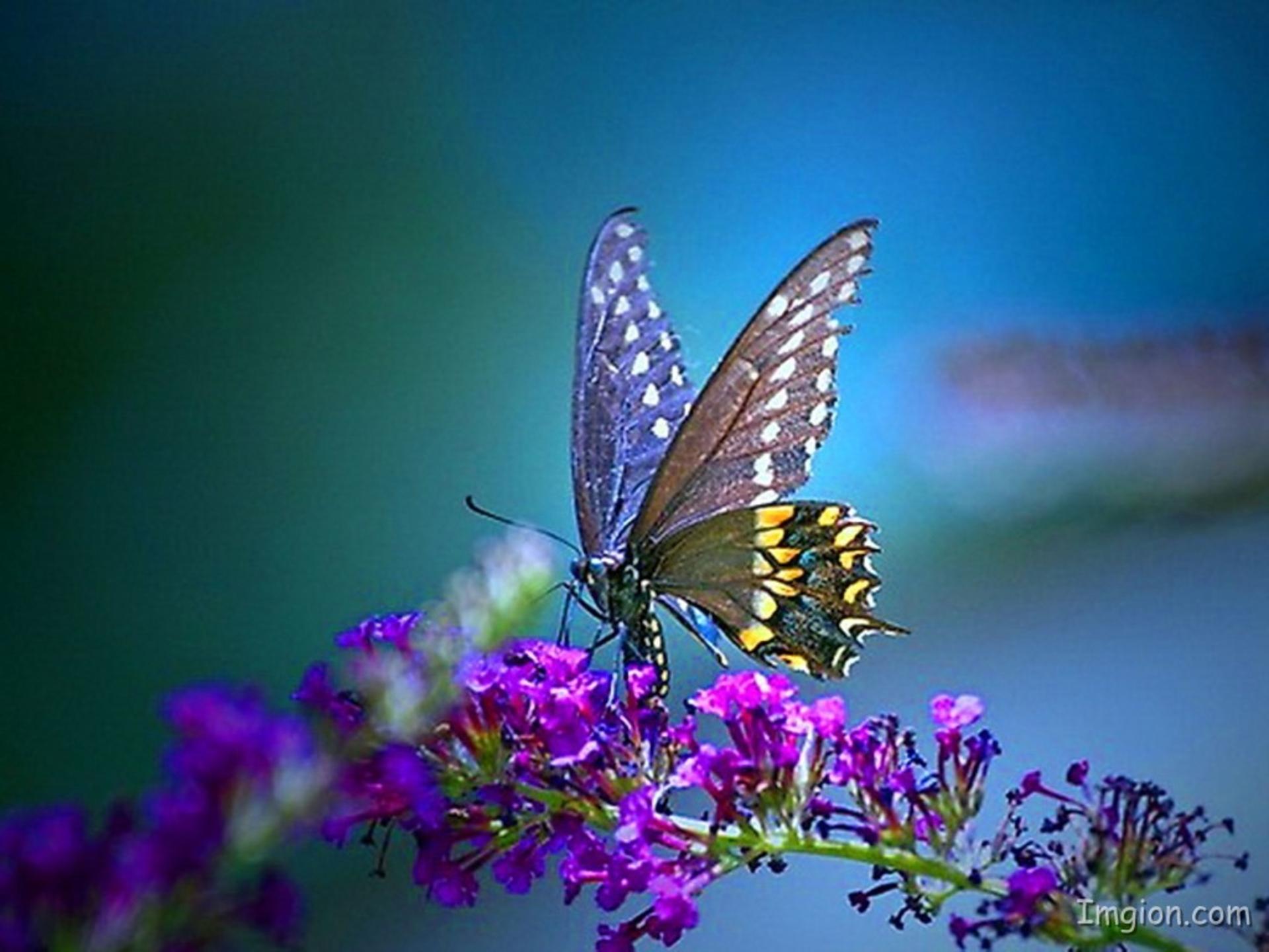 1920 x 1440 · jpeg - Butterfly HD Wallpaper | Background Image | 1920x1440 | ID:470417 ...