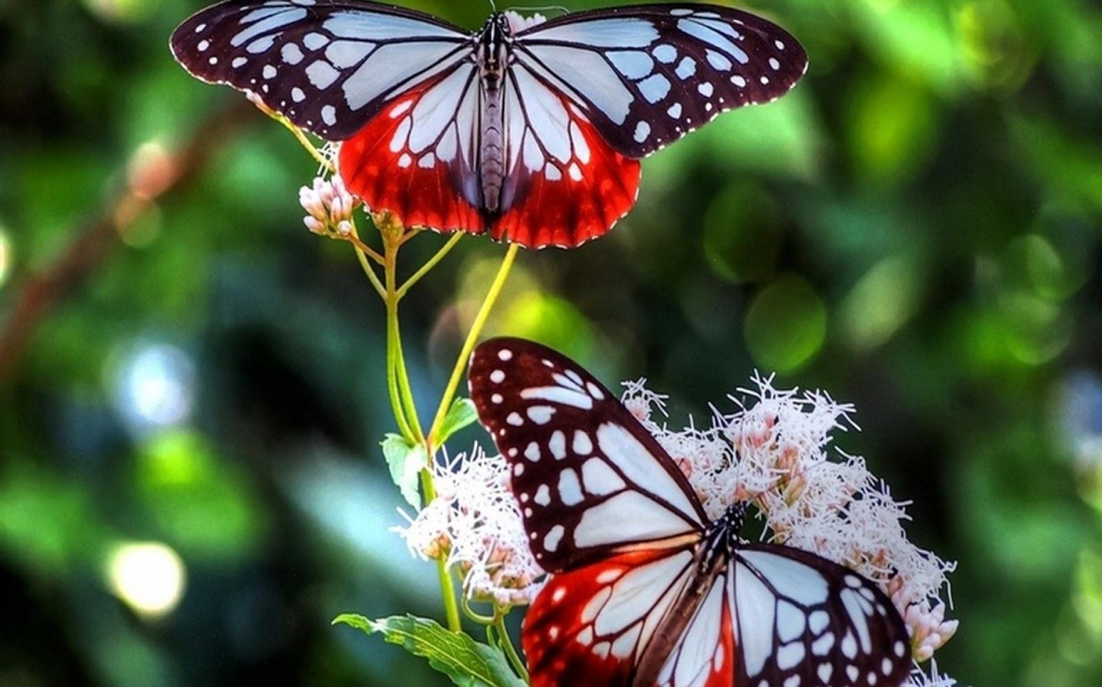 1600 x 998 · jpeg - Cute Natural Butterfly Flowers Wallpapers ~ Latest images Free Download
