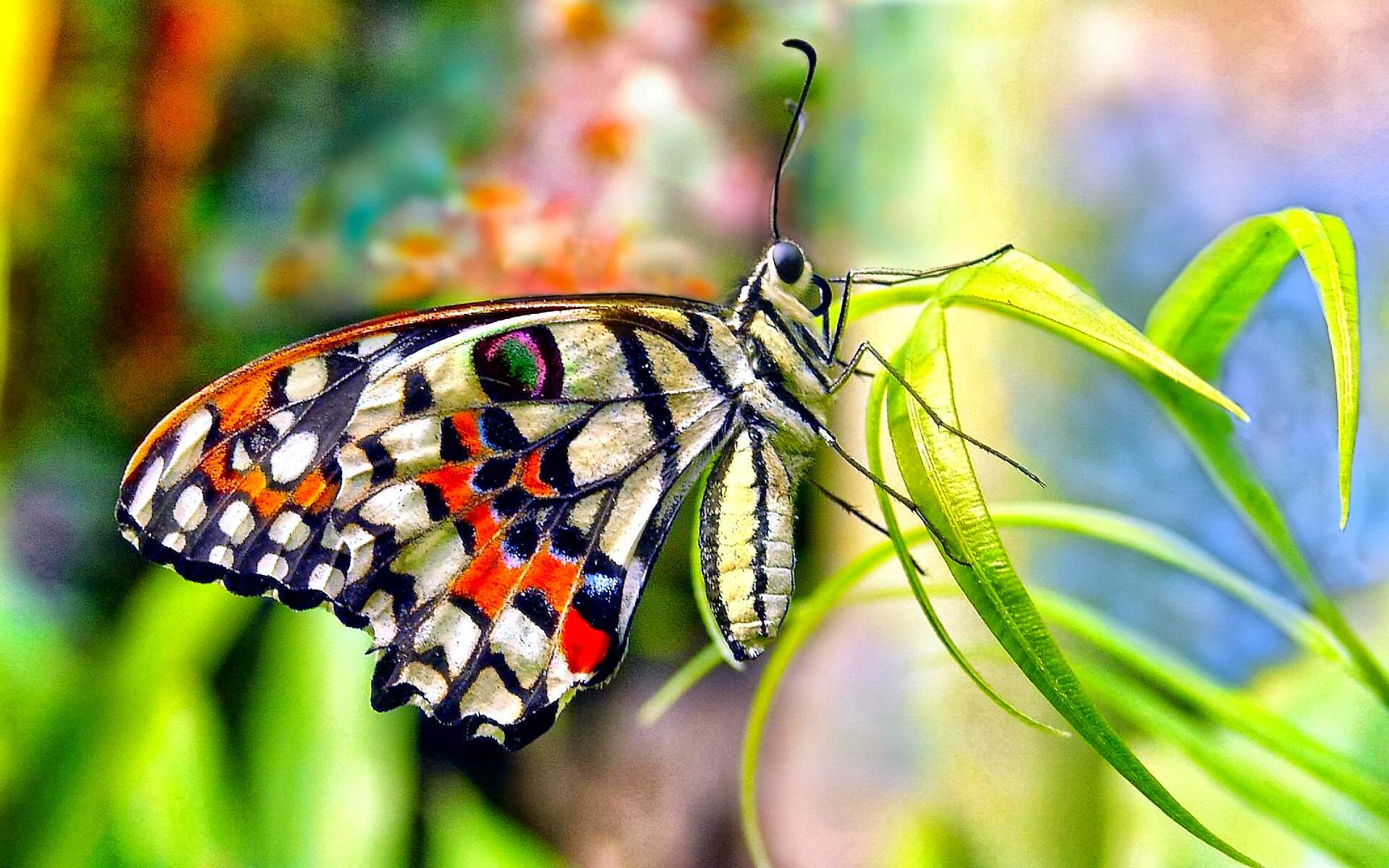 1920 x 1200 · jpeg - Flower Butterfly Wallpaper | PixelsTalk