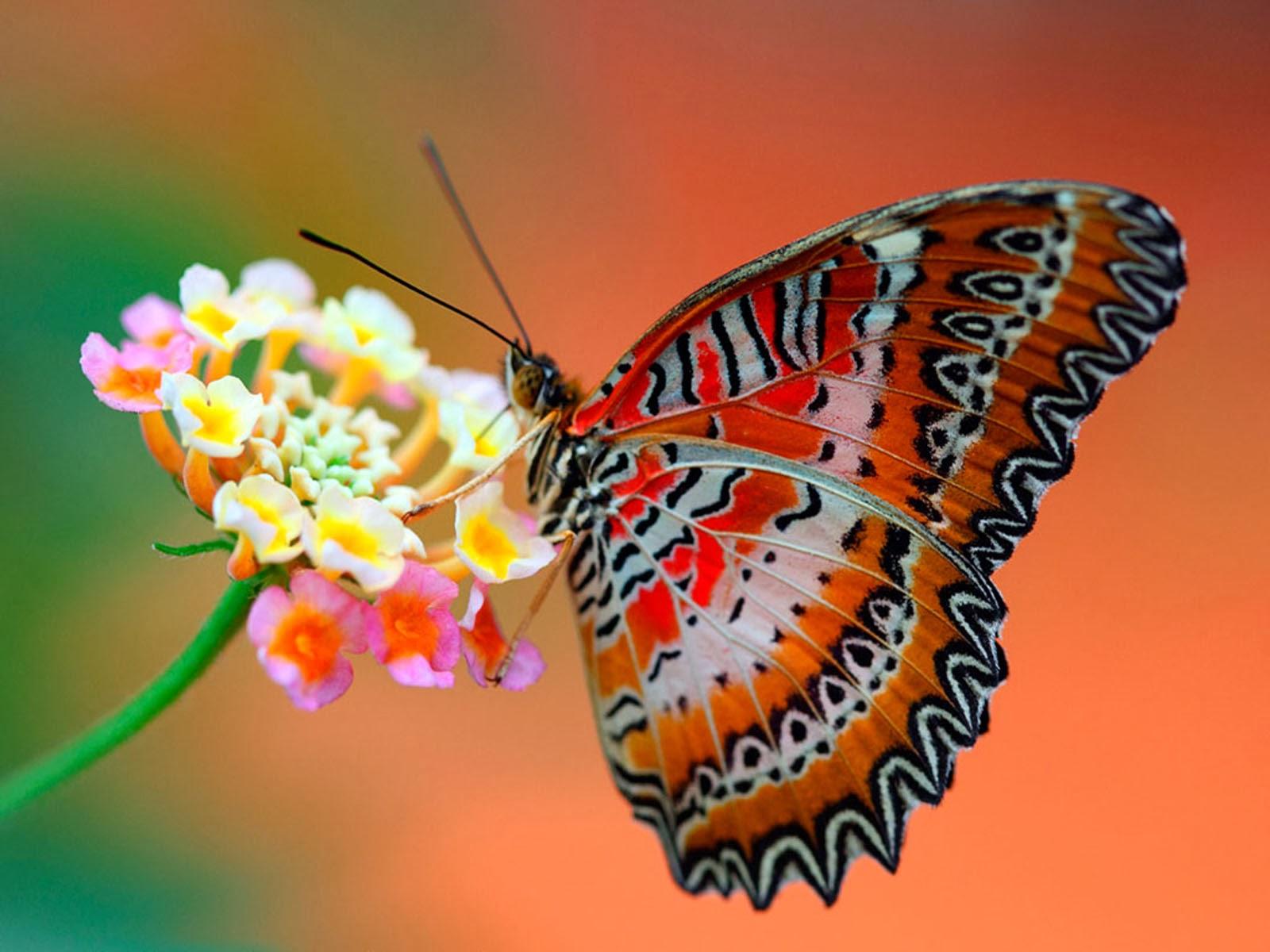 1600 x 1200 · jpeg - wallpapers: Butterfly Desktop Wallpapers