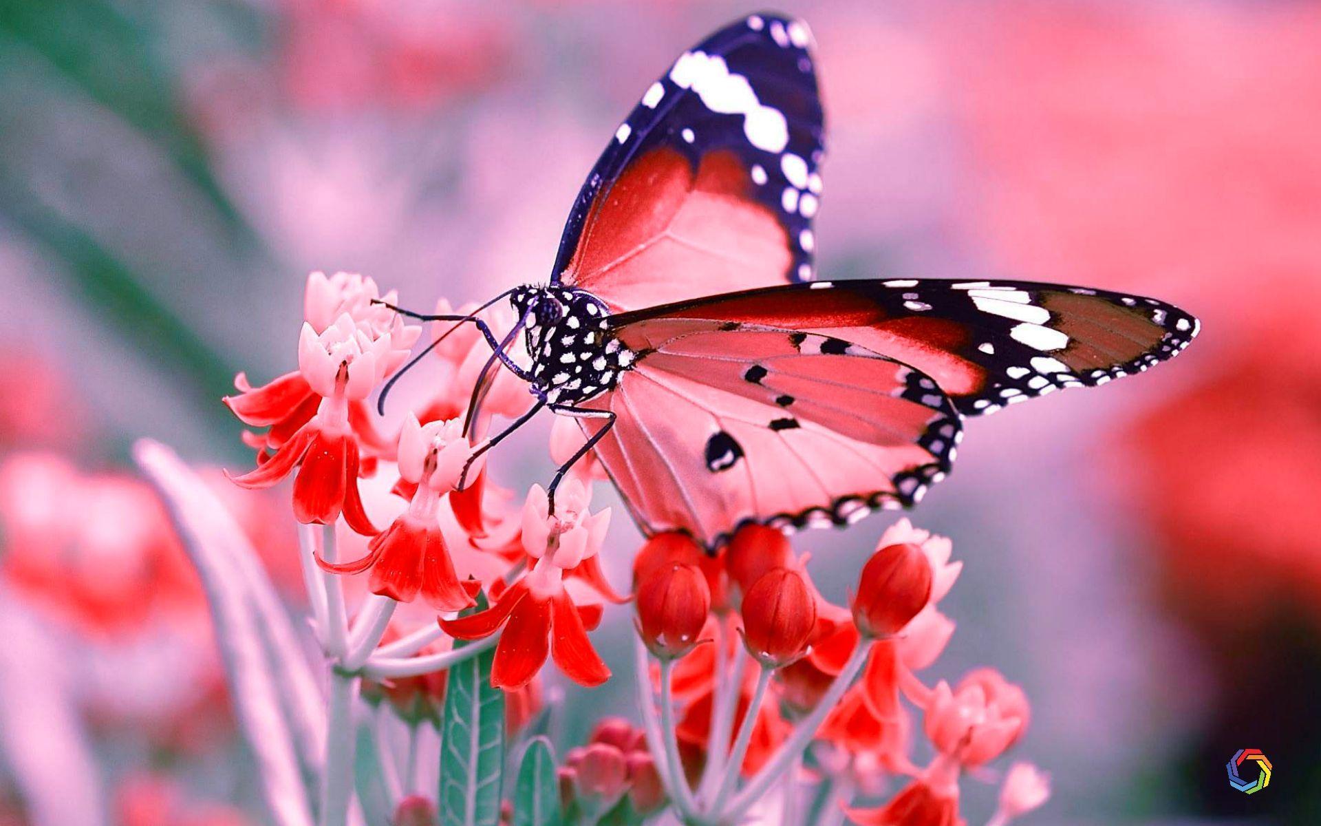 1920 x 1200 · jpeg - Butterfly PC Wallpapers - Wallpaper Cave