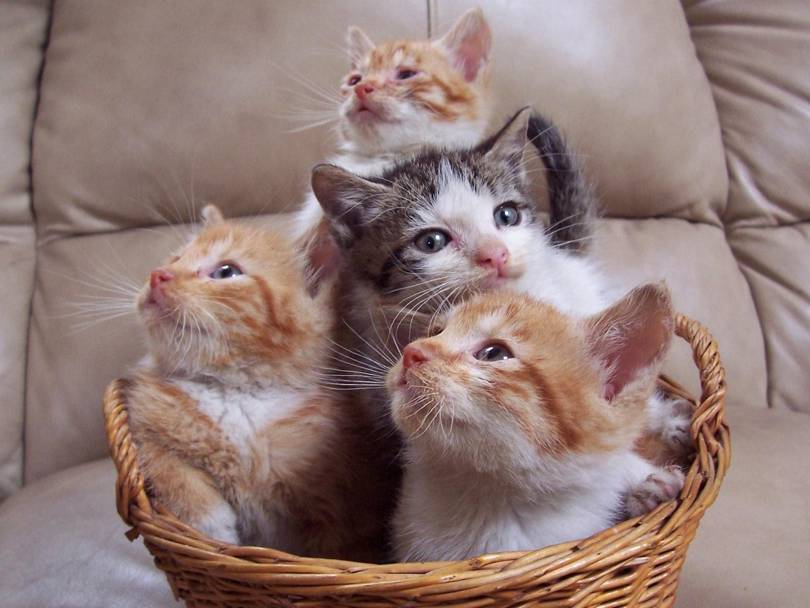 1600 x 1200 · jpeg - Lovable Images: Cute Cat WallPapers Free Download || Beautiful Cats ...