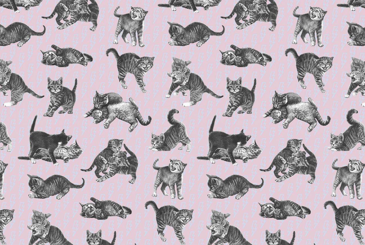 1280 x 860 · jpeg - Pounce  Flavor Paper | Cat wallpaper, Wallpaper, Animal illustration