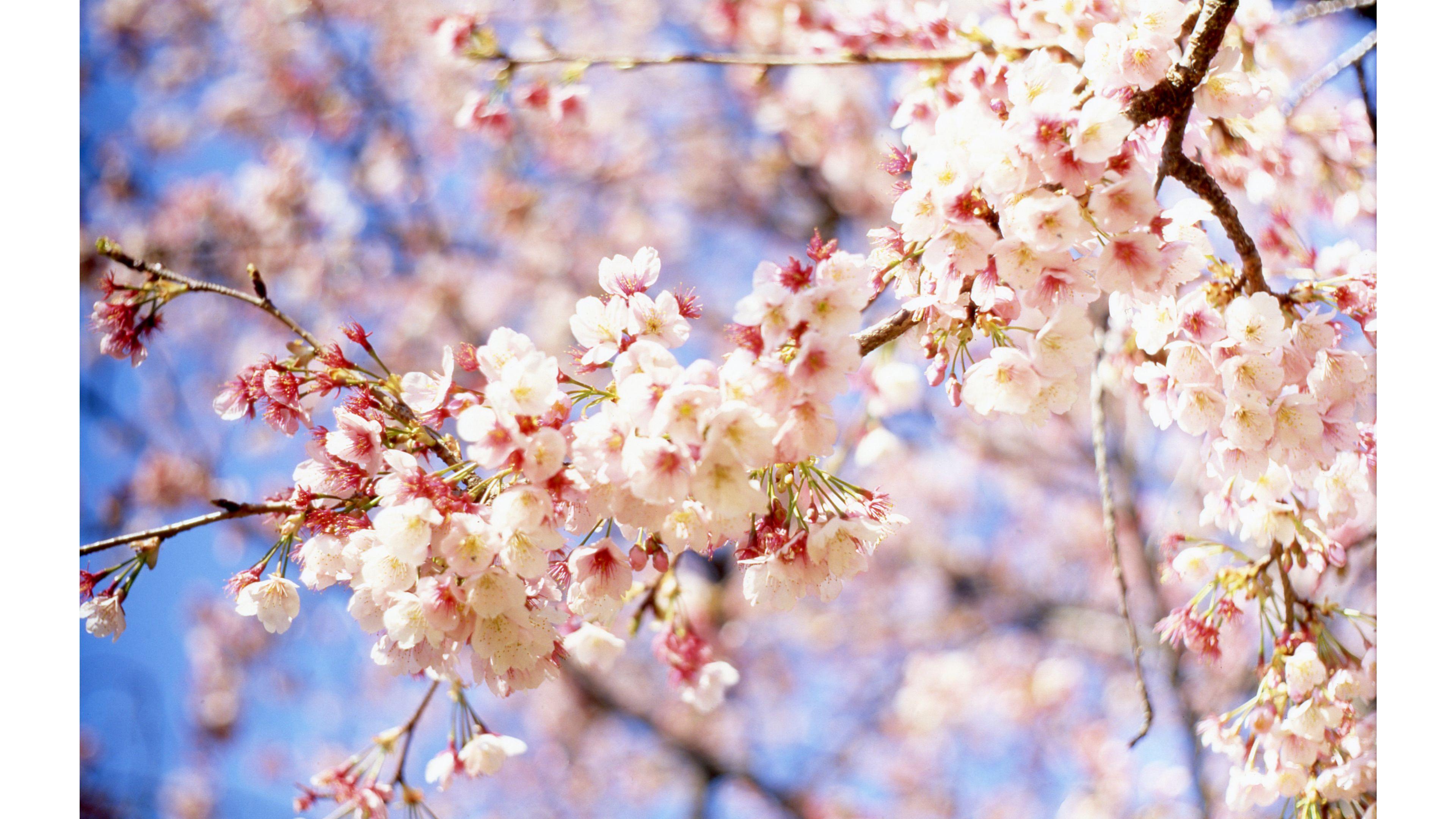 3840 x 2160 · jpeg - [67+] Cute Spring Backgrounds on WallpaperSafari