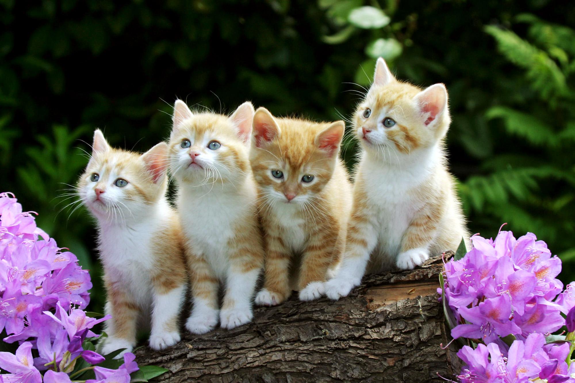 2000 x 1333 · jpeg - Cute Baby Cats Full Wallpapers HD / Desktop and Mobile Backgrounds
