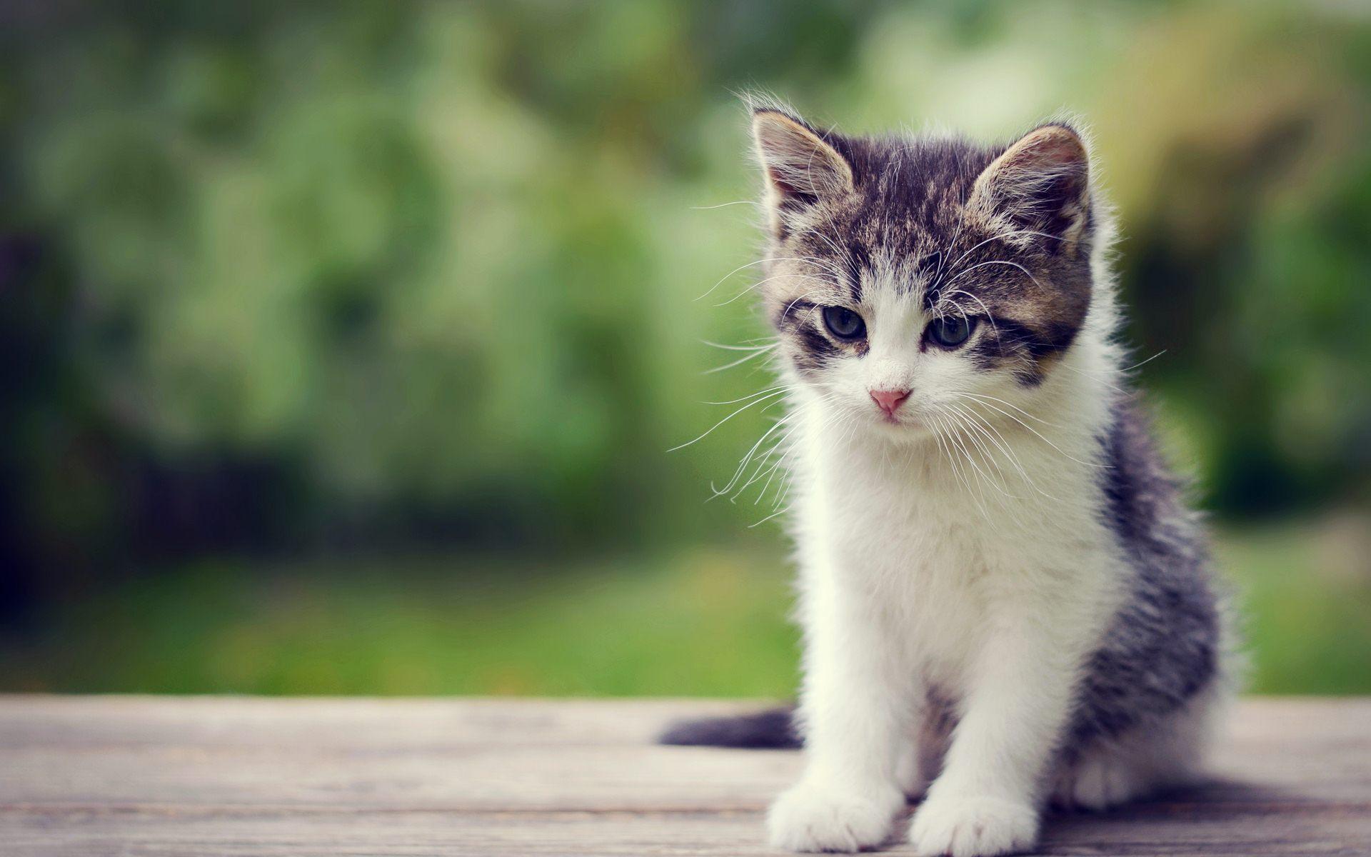 1920 x 1200 · jpeg - Cute Kitten Wallpapers Those Can Make Your Day Instantly - Let Us Publish