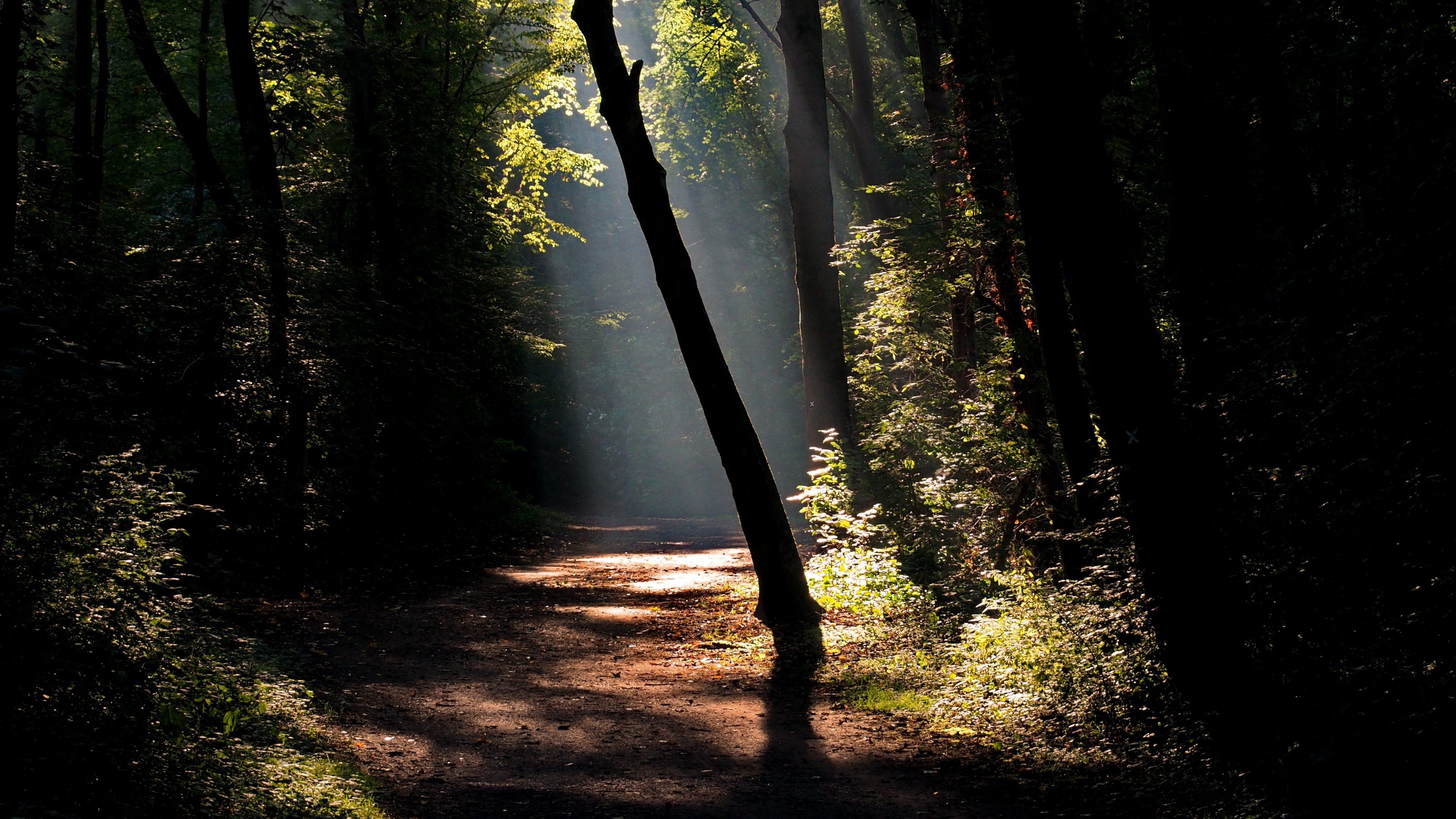 3840 x 2160 · jpeg - Dark forest road with a ray of sunshine 4K UHD Wallpaper