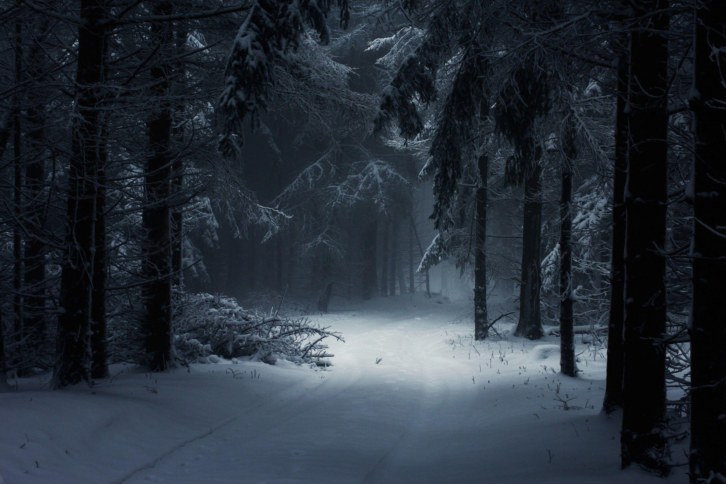 2500 x 1667 · jpeg - Dark Winter Forest Wallpapers - Top Free Dark Winter Forest Backgrounds ...