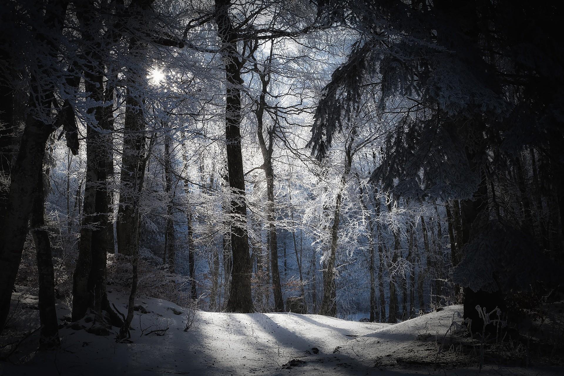1920 x 1280 · jpeg - Winter in the dark forest. Download wallpaper of amazing landscapes for ...