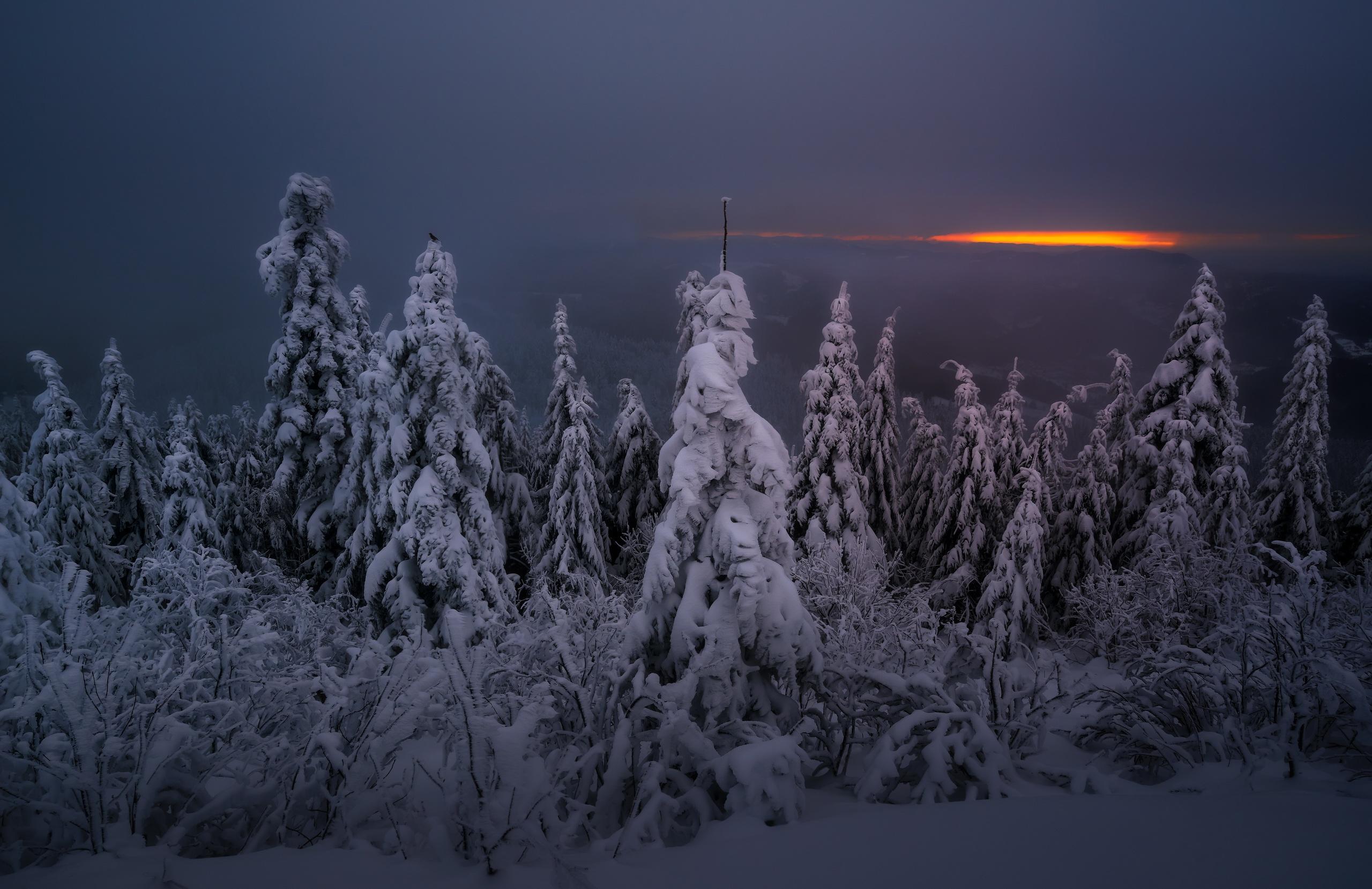 2560 x 1658 · jpeg - dark, Sky, Snow, Winter, Trees, Mist Wallpapers HD / Desktop and Mobile ...