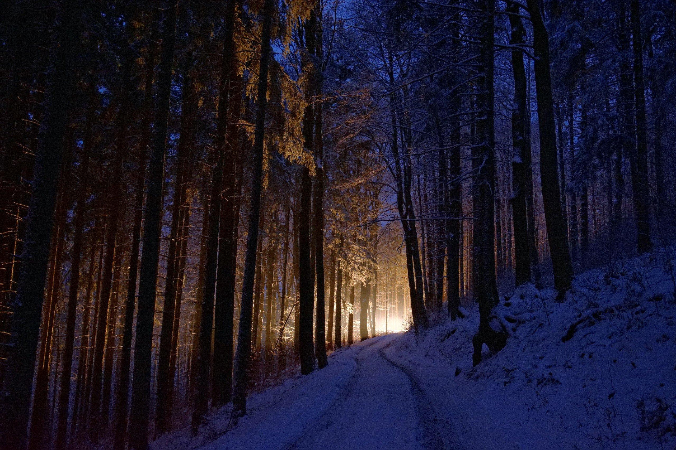 2560 x 1707 · jpeg - dark, Lights, Winter, Cold, Trees, Forest, Nature Wallpapers HD ...