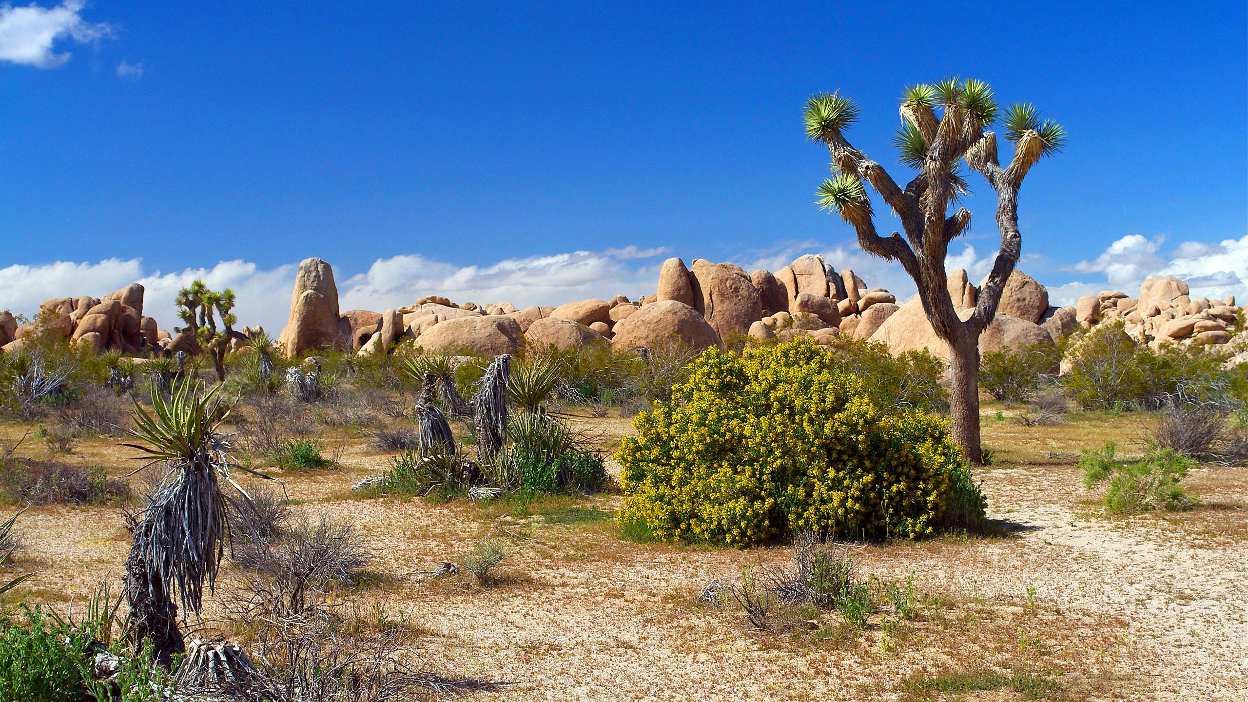 2560 x 1440 · jpeg - Desert Landscape Wallpaper - WallpaperSafari